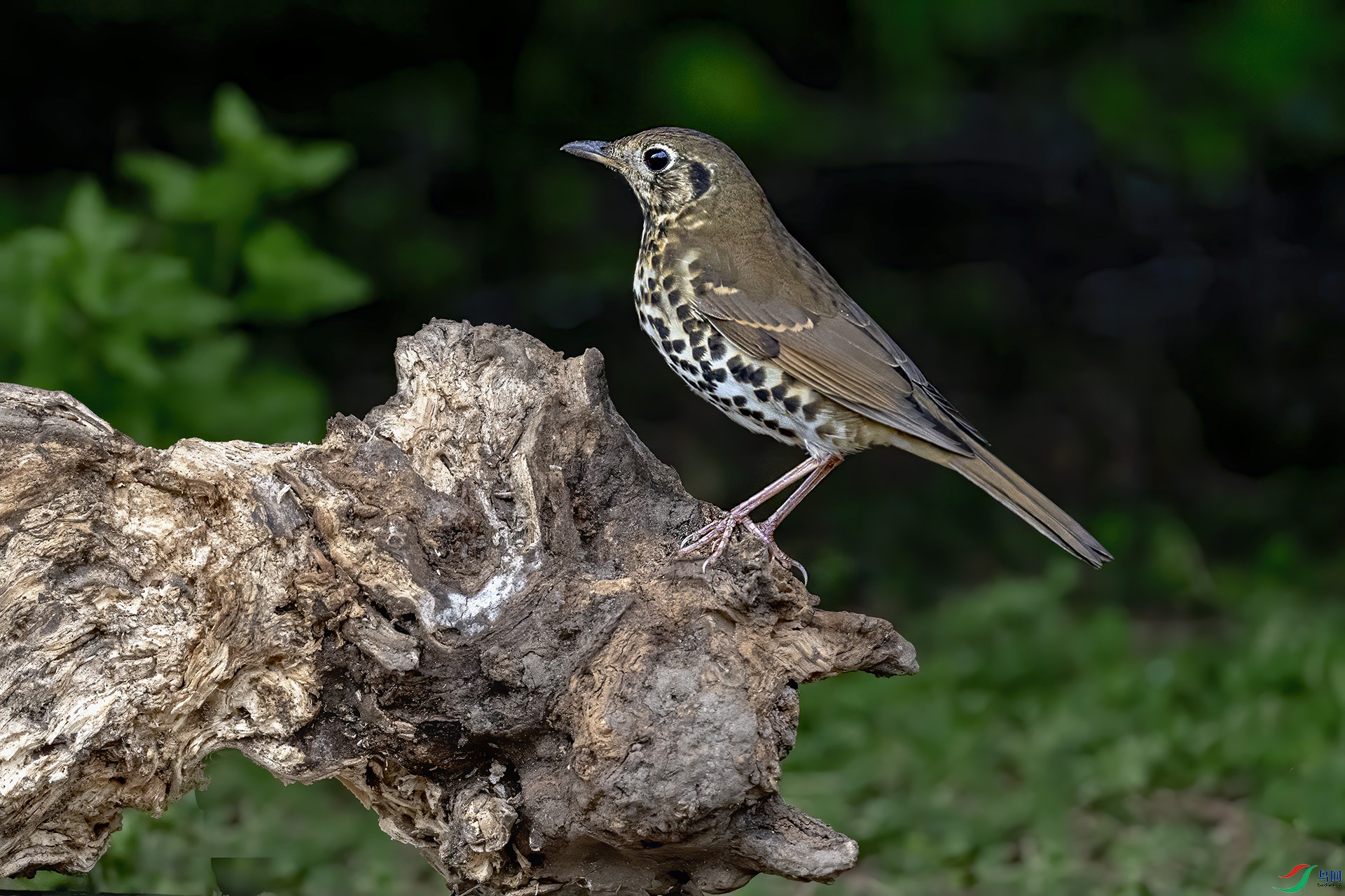 DSC_7675-.jpg