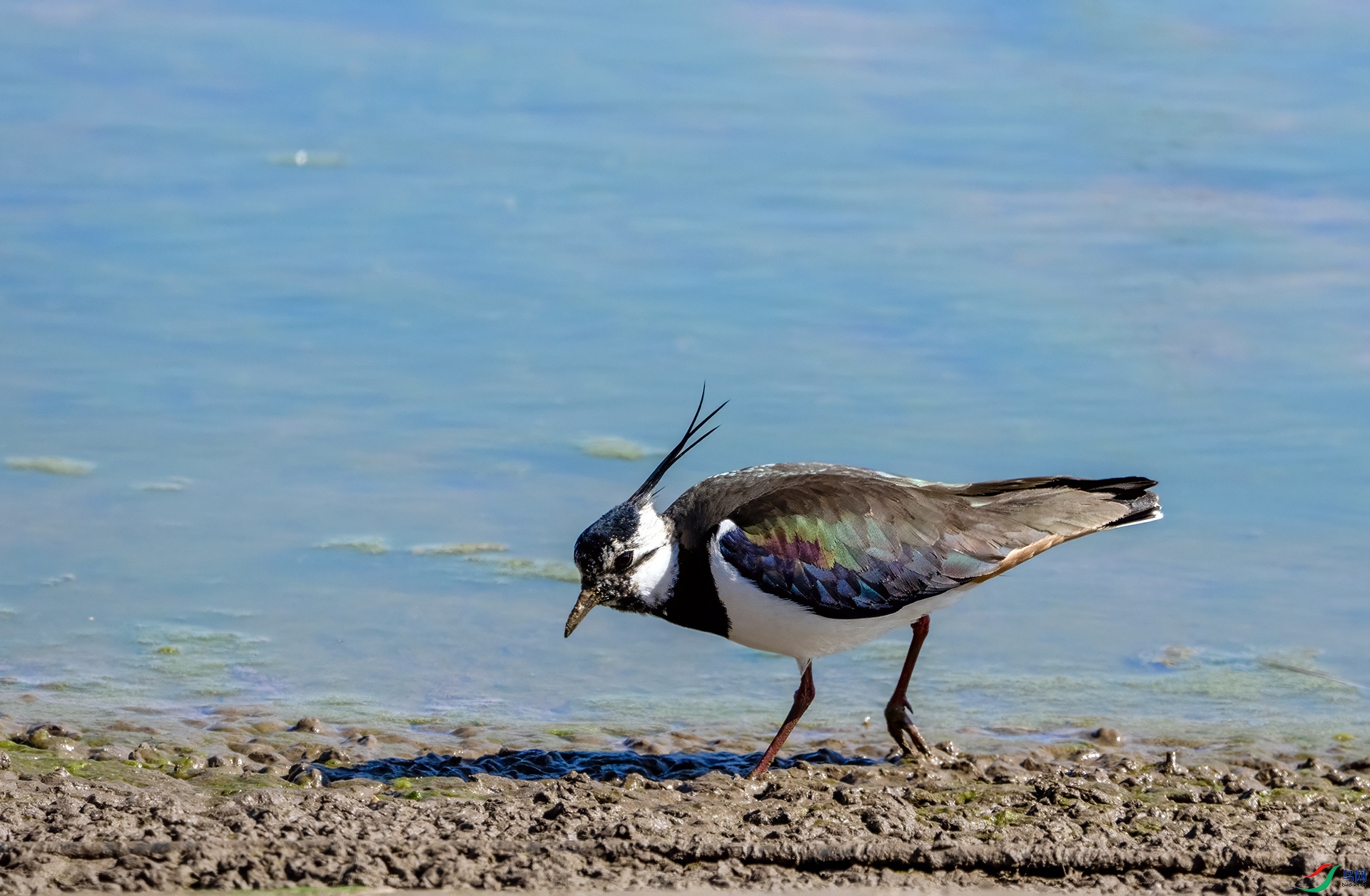 DSC02452 ����.jpg