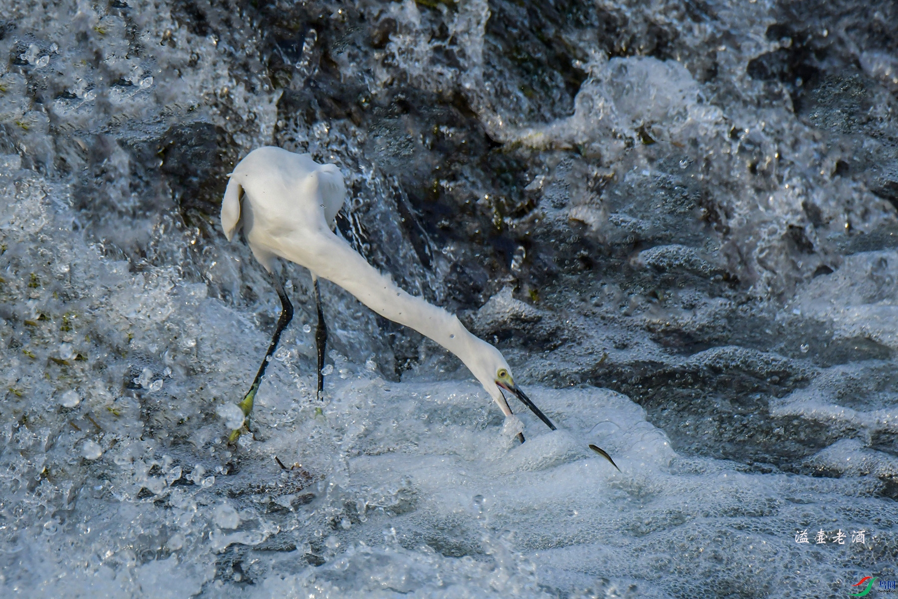 DSC_1062.jpg