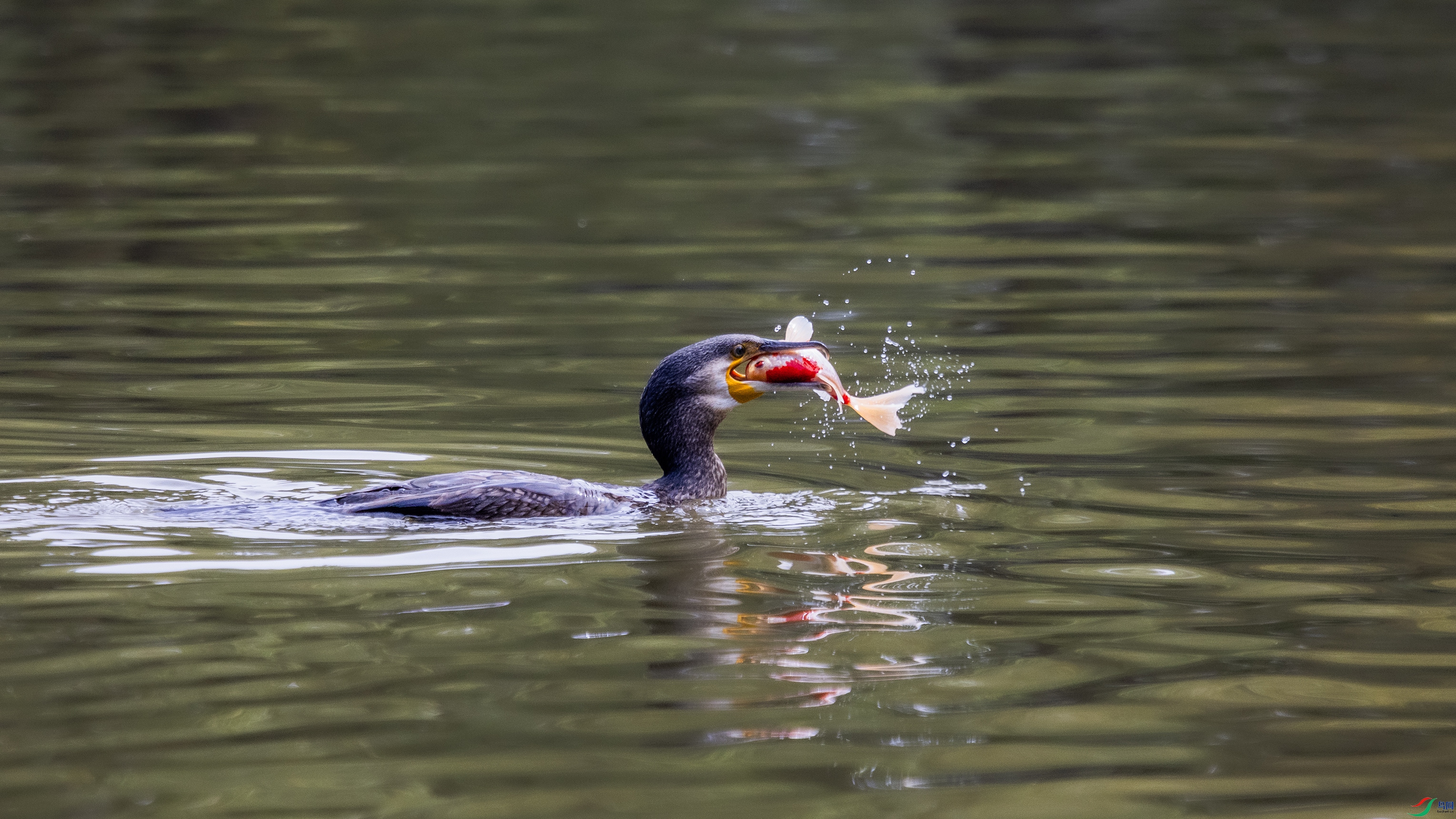 _O7A1290 ����.jpg