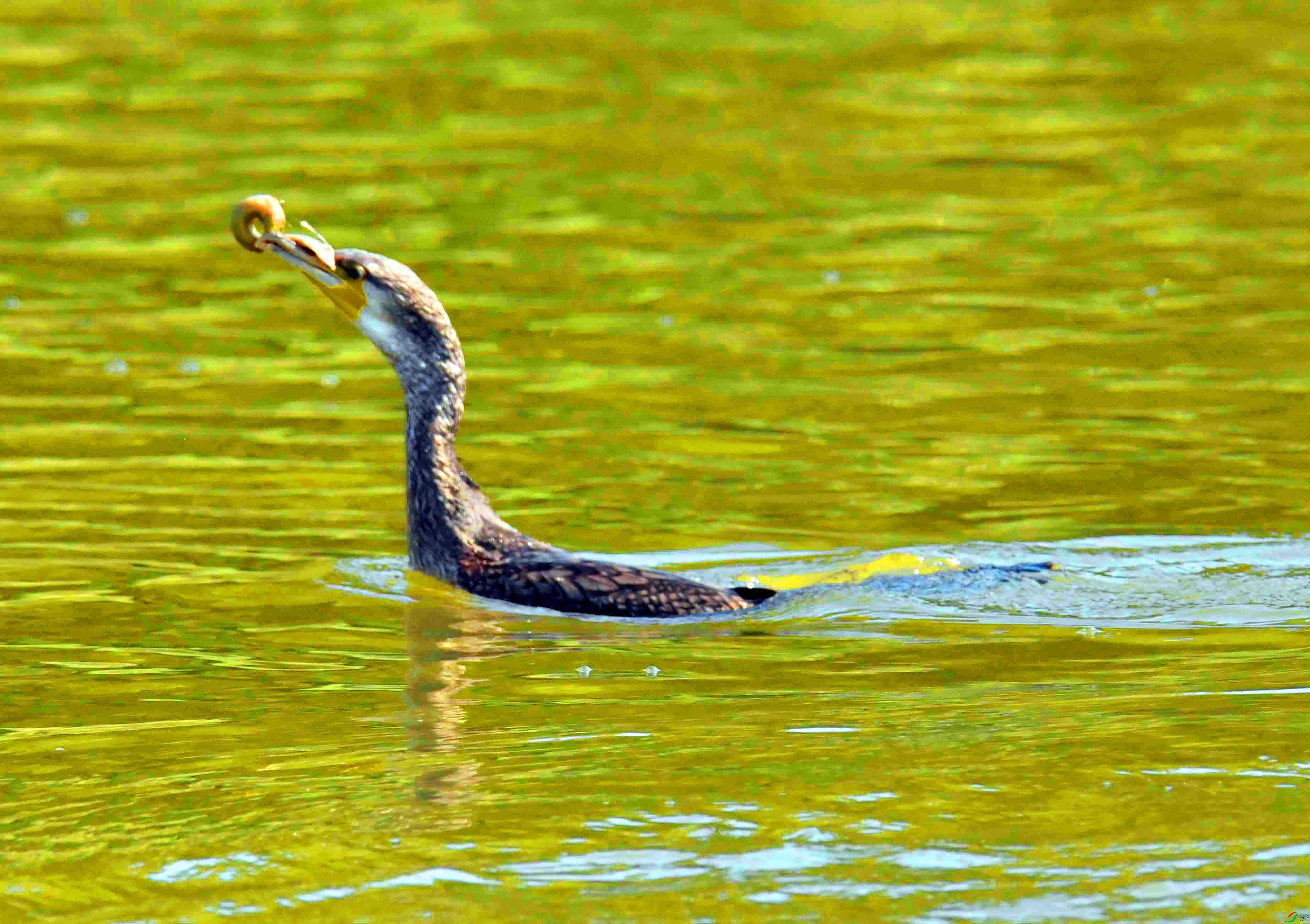 DSC_1362.JPG