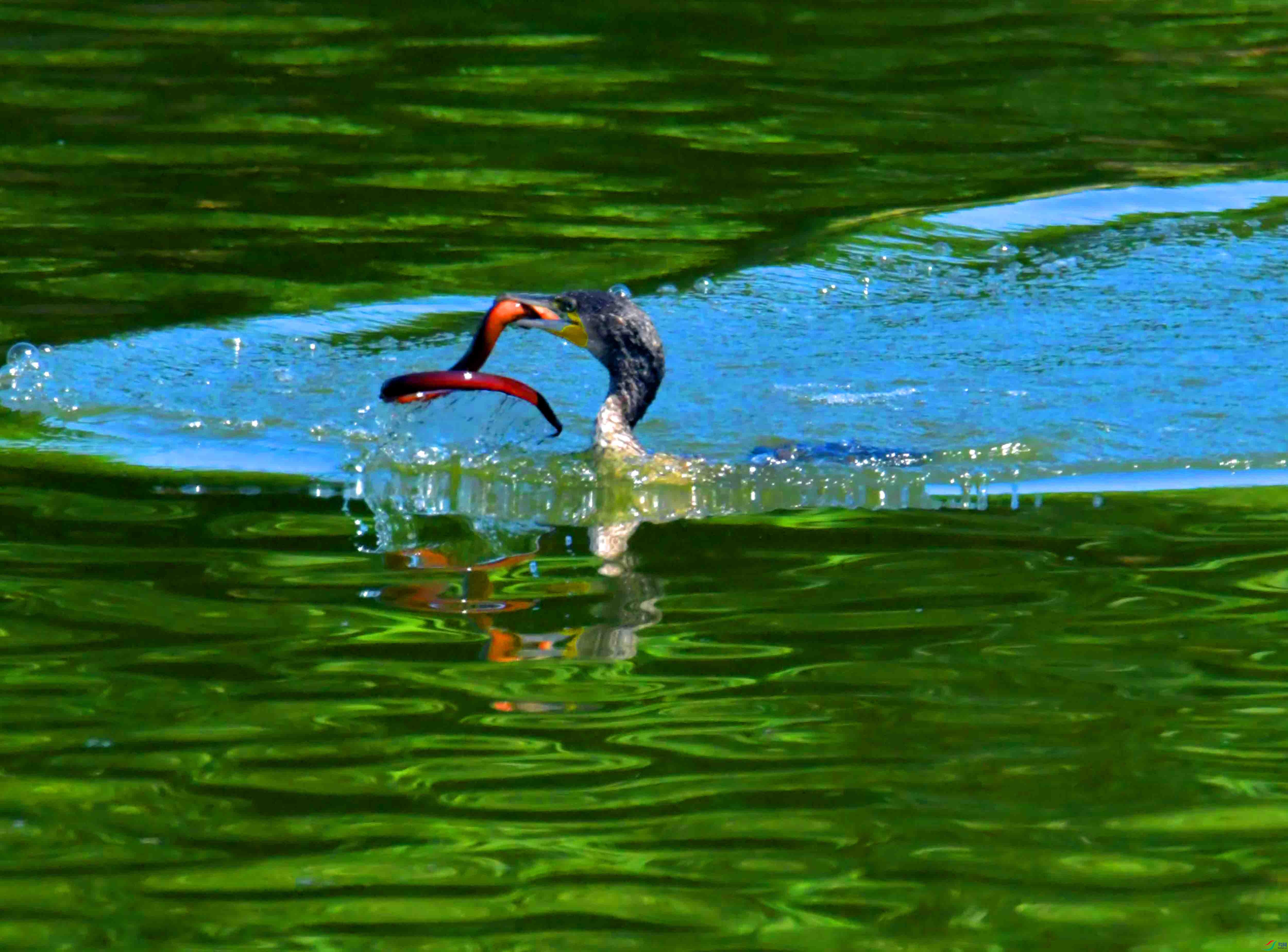 DSC_1687.JPG