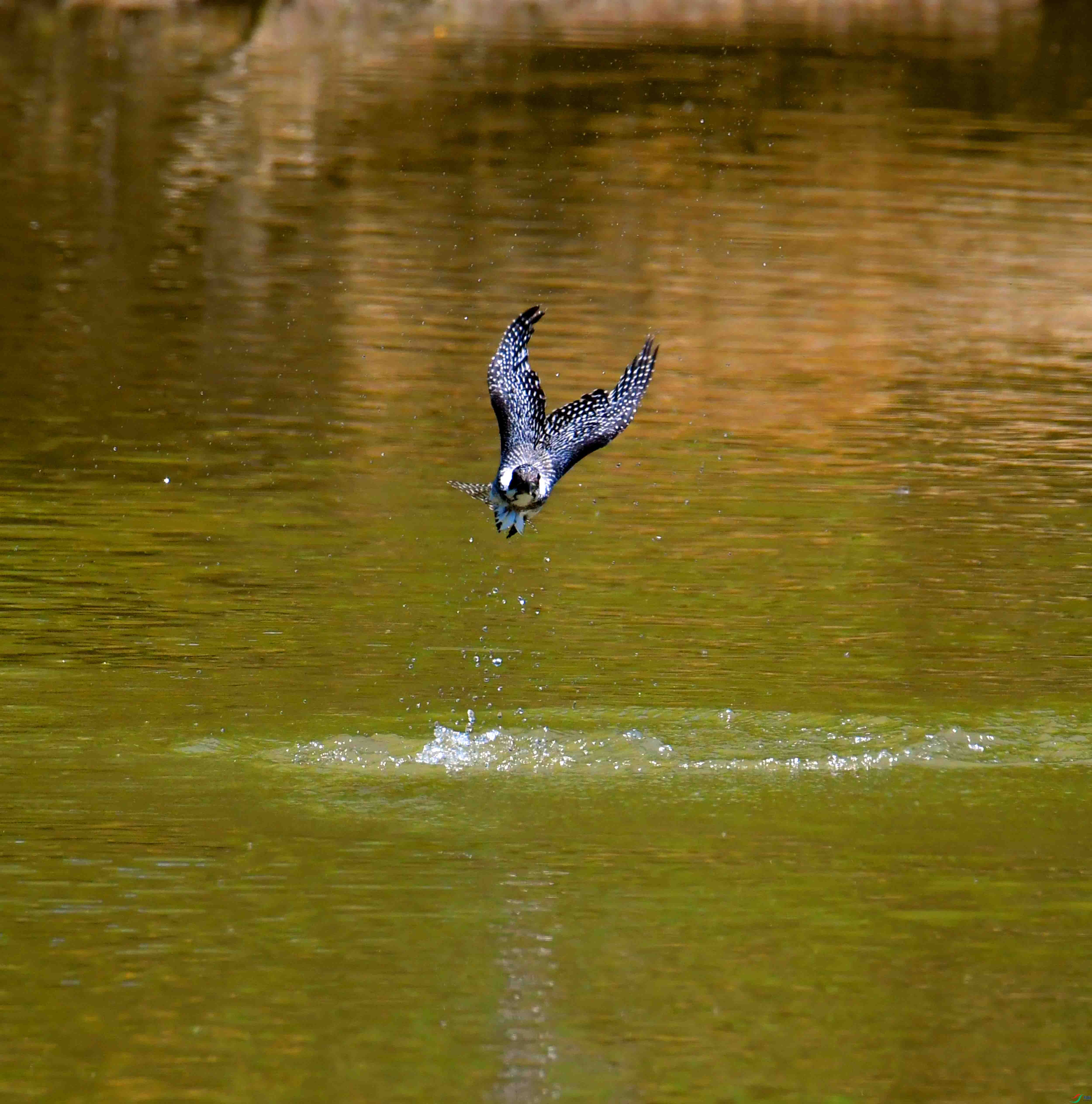 DSC_2680.JPG