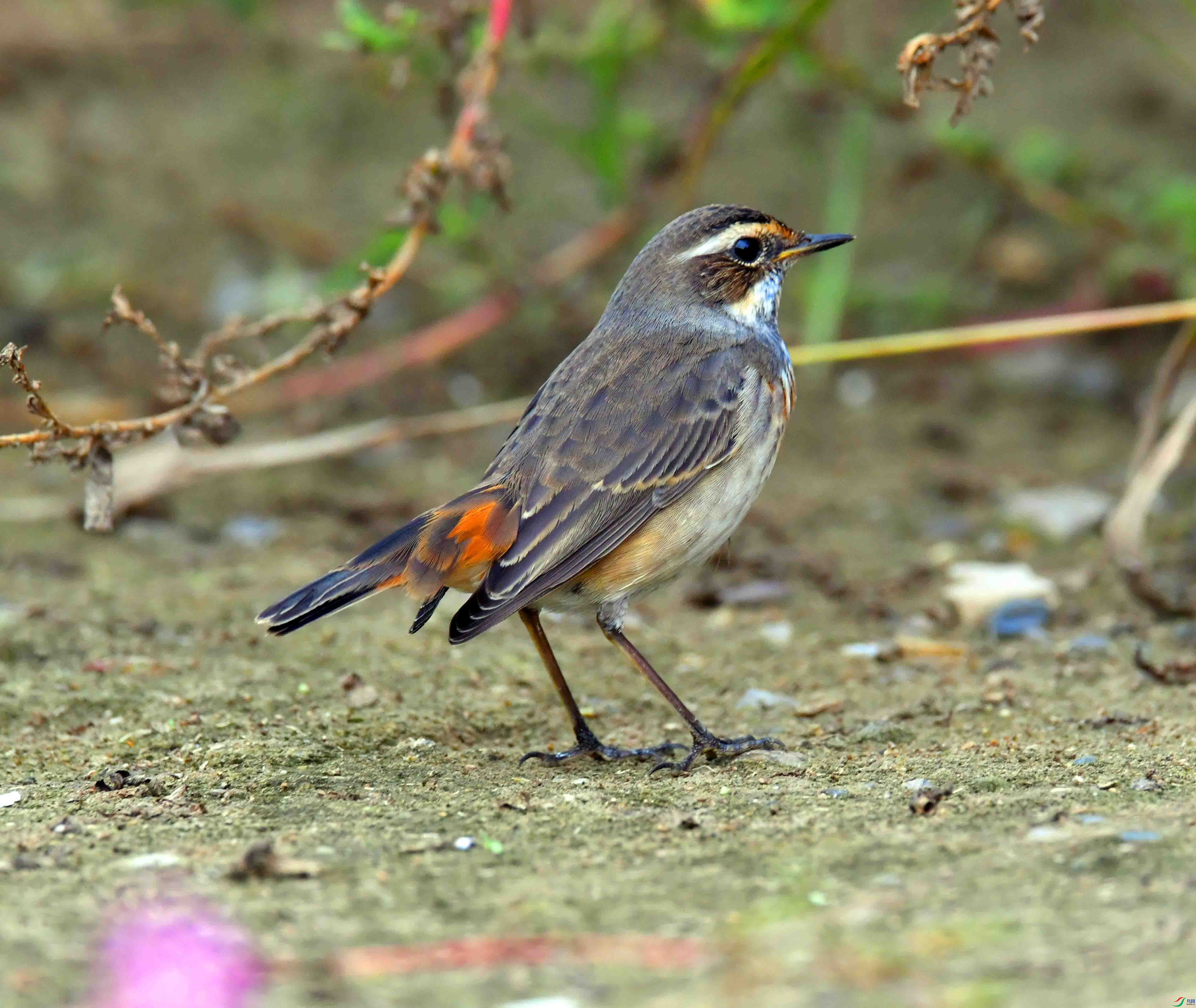 DSC_2897.JPG