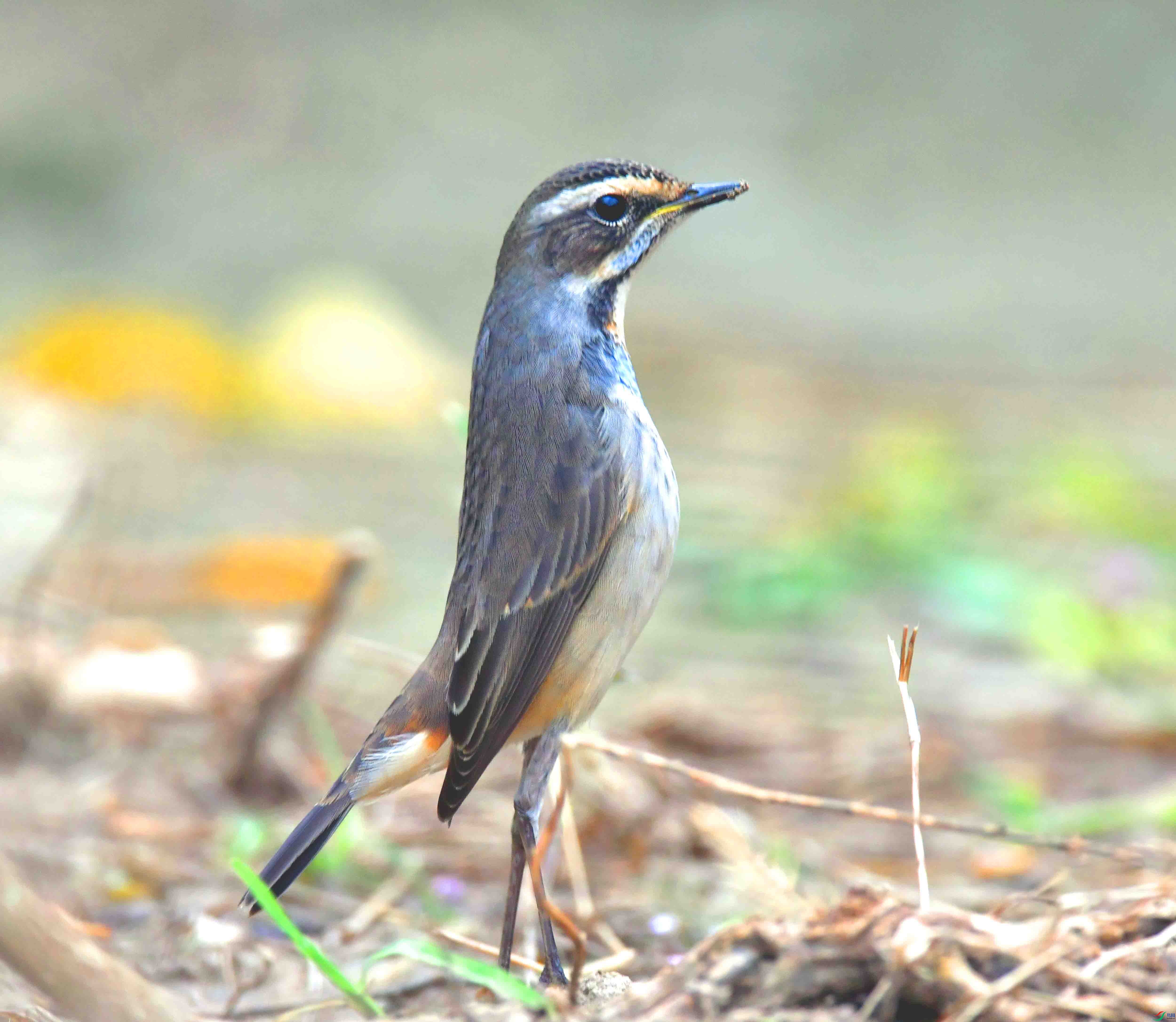 DSC_3205.JPG