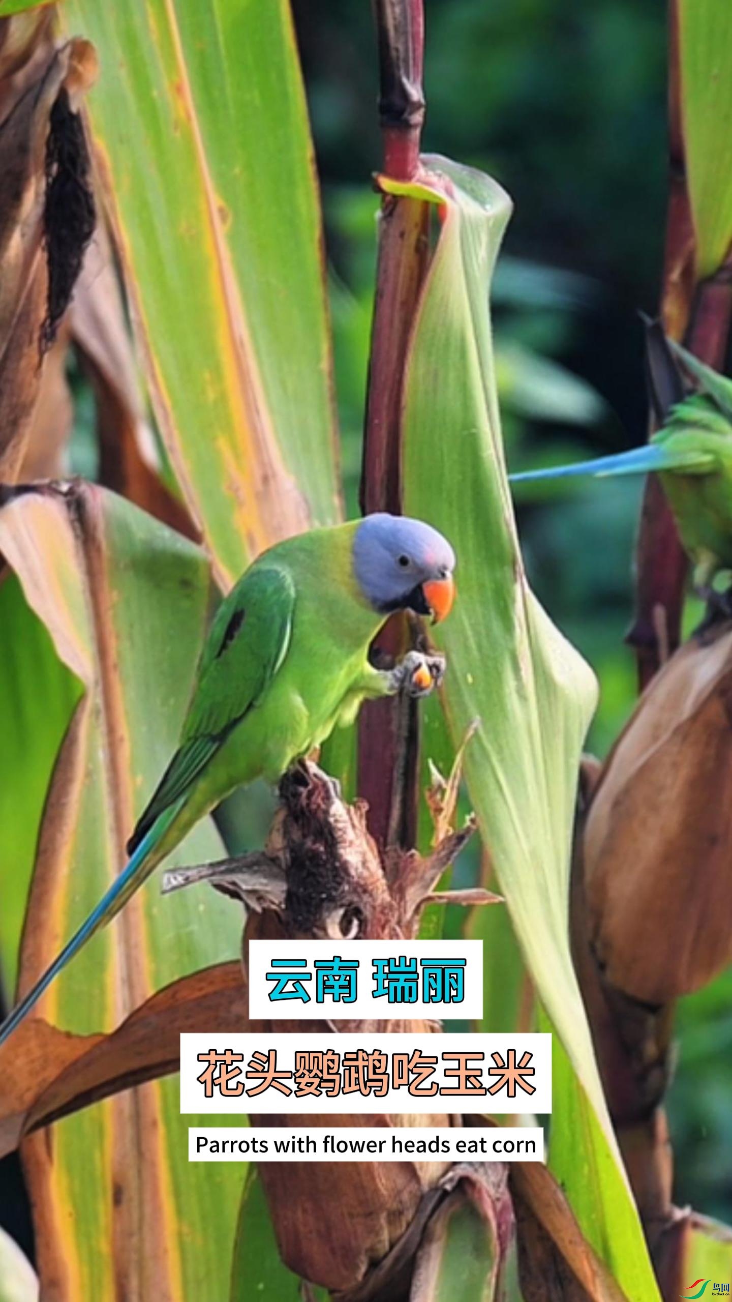 ���� ���� ��ͷ���ĳ�����-����.jpg