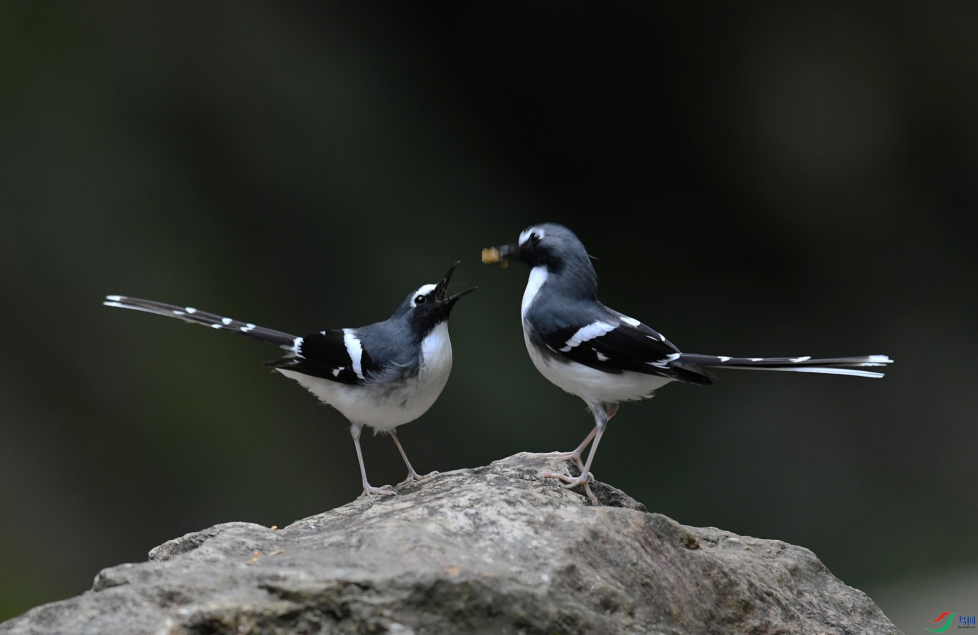 DSC_9861.jpg