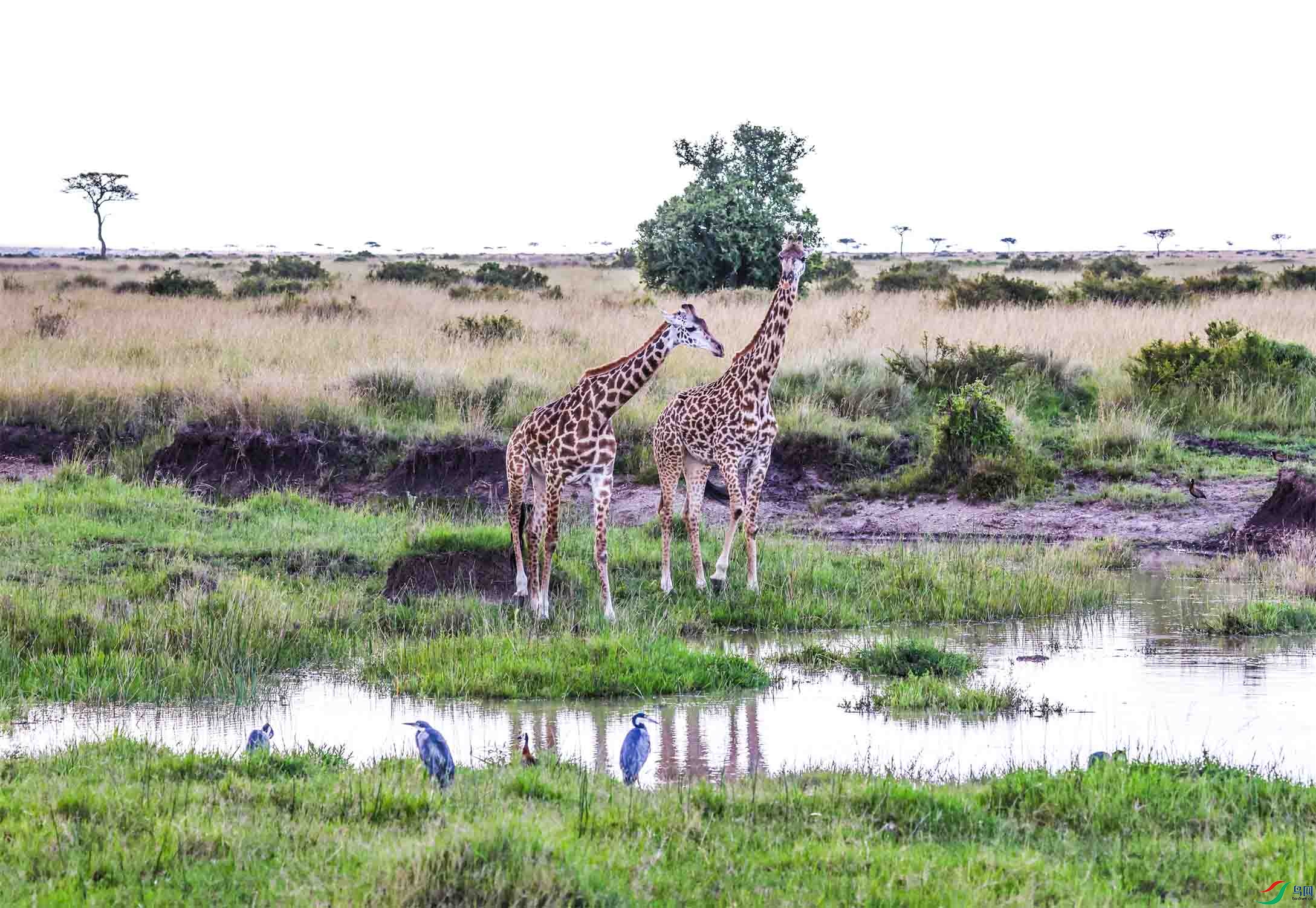 ˮ�ߵ�Ұ������ ����.jpg