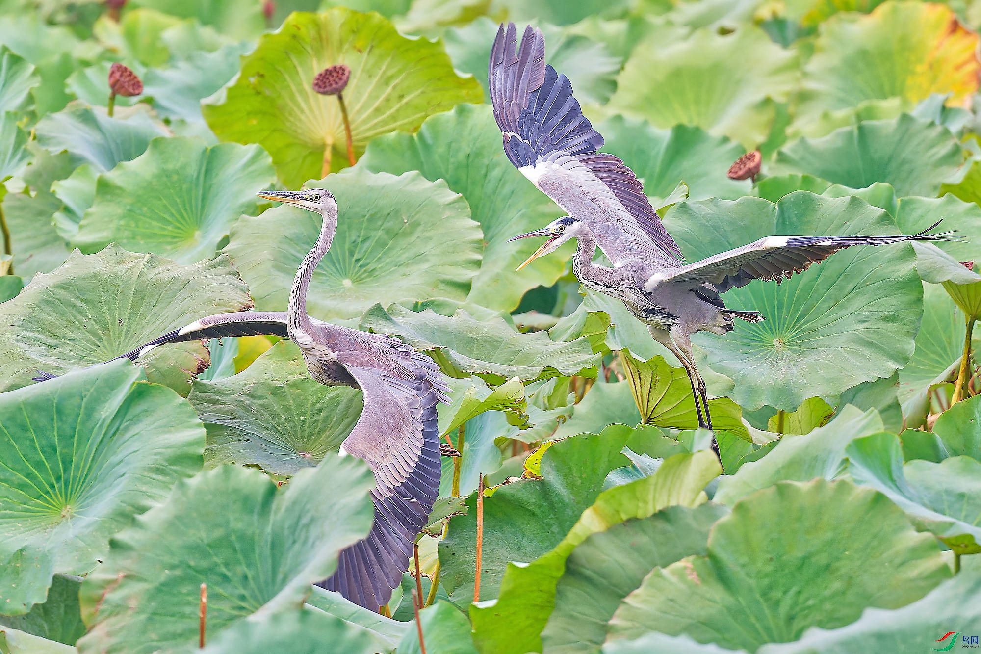 DSC_4913_DXO-1.jpg