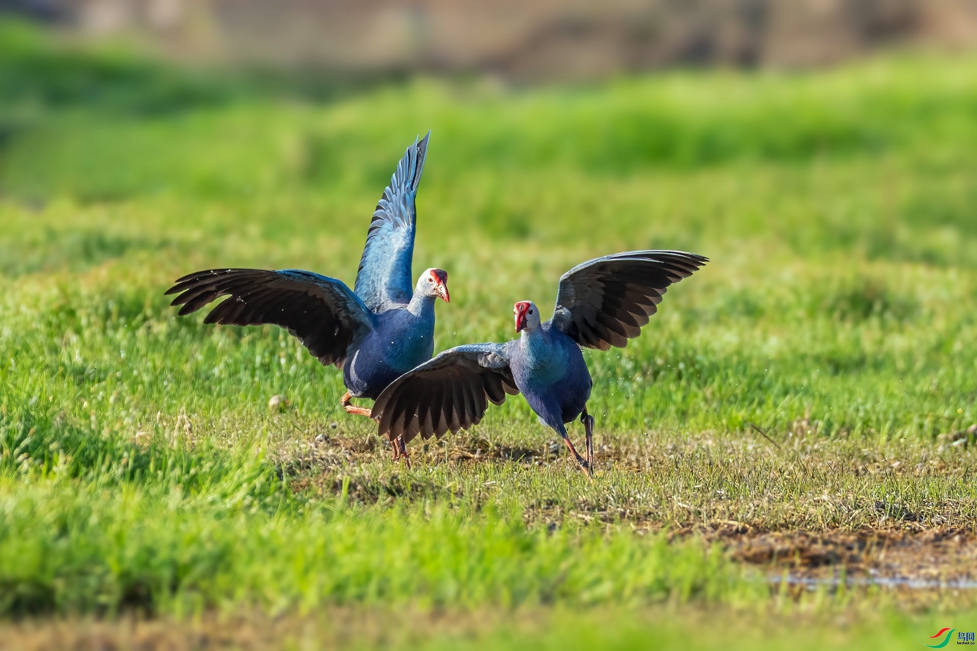 9.29��ϵ5D3��ʦ��Ʒ   ׷��  ��Ӱʦ.jpg