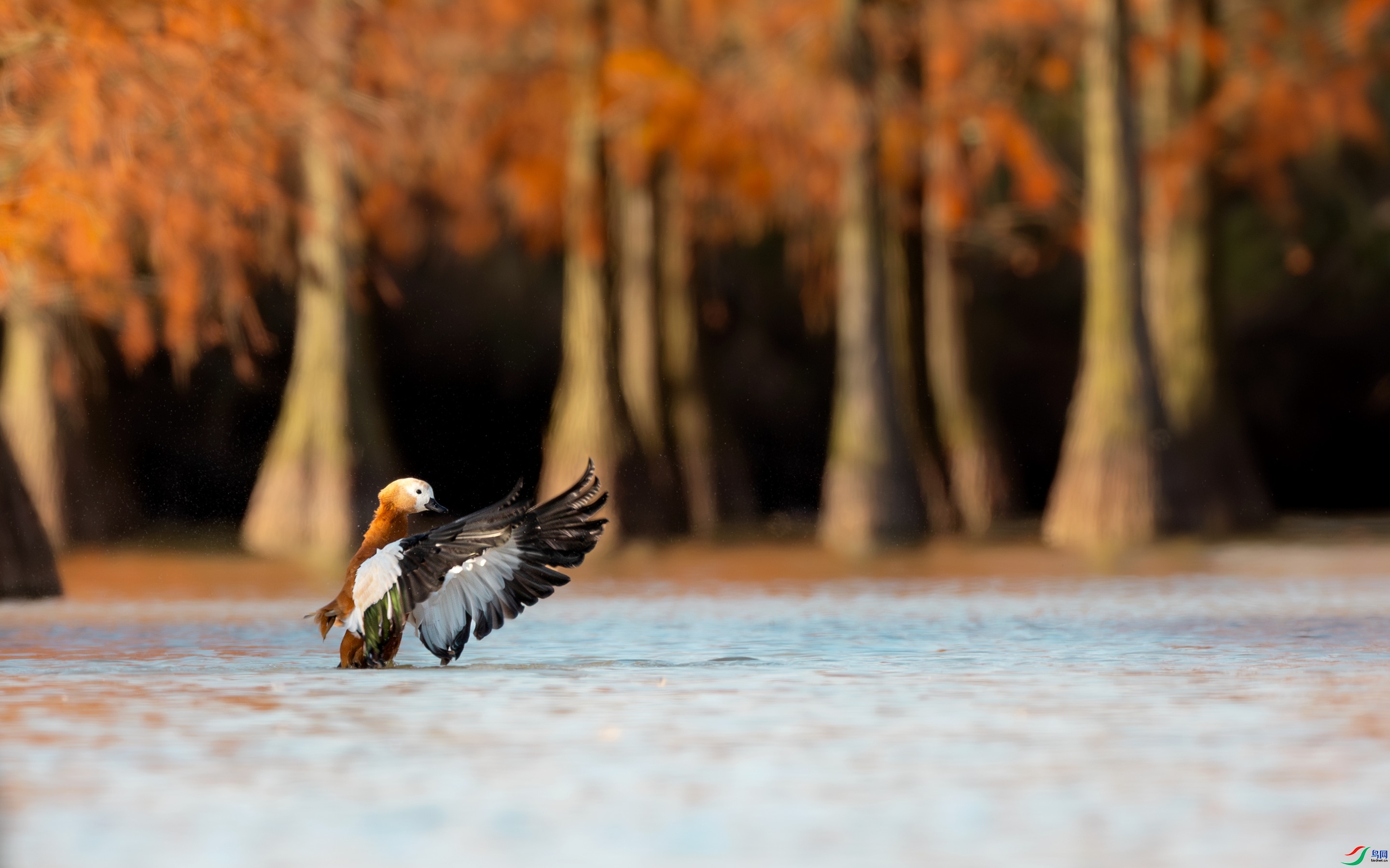 10.2������ʦ��Ʒ   ��ɼ�����ﾰ ��ף���ٻ��Ա������.jpg