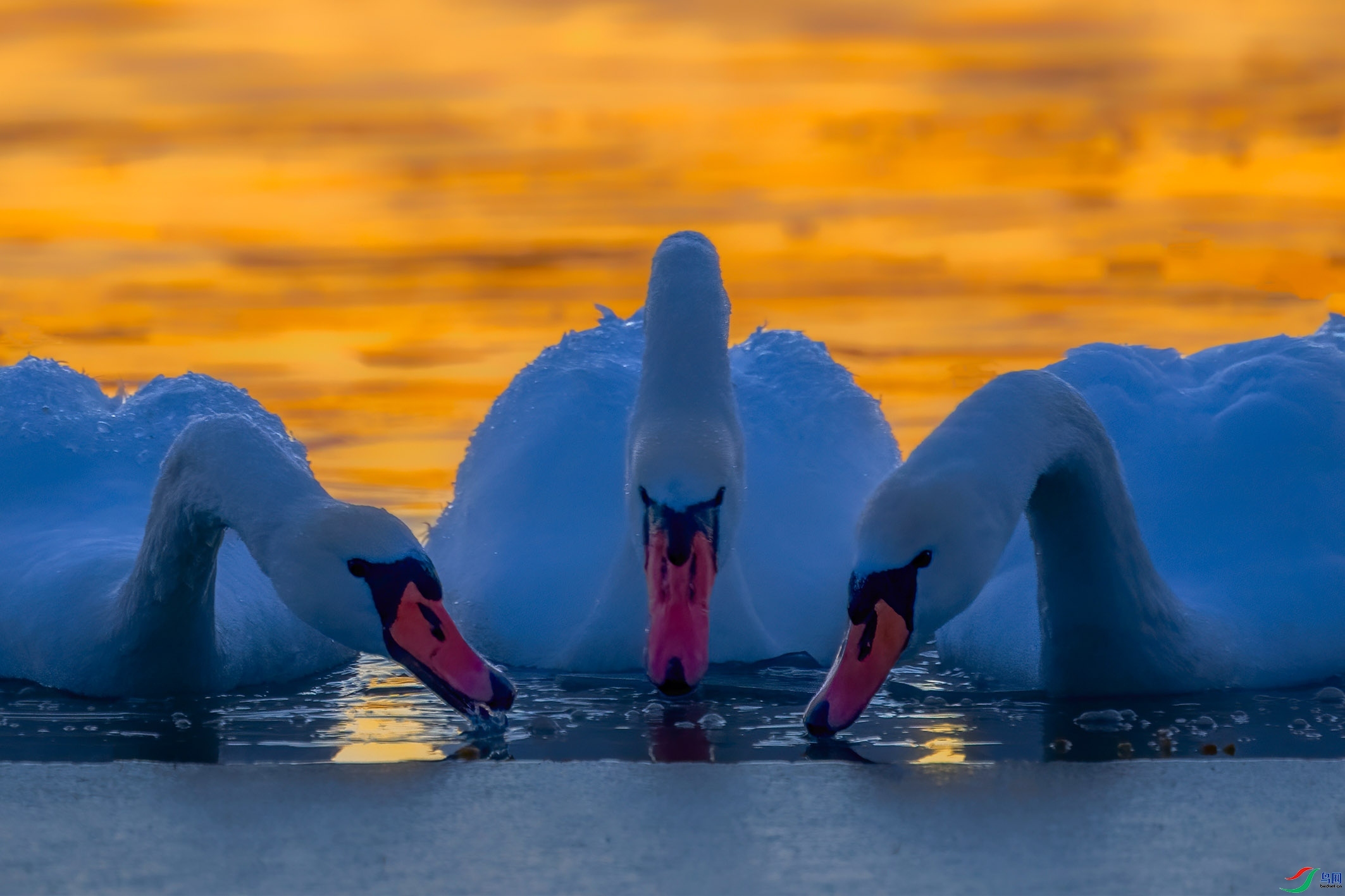 10.3��֦ͷ��ʦ��Ʒ   �ۻ�(ף���ٻ��Ա����).jpg