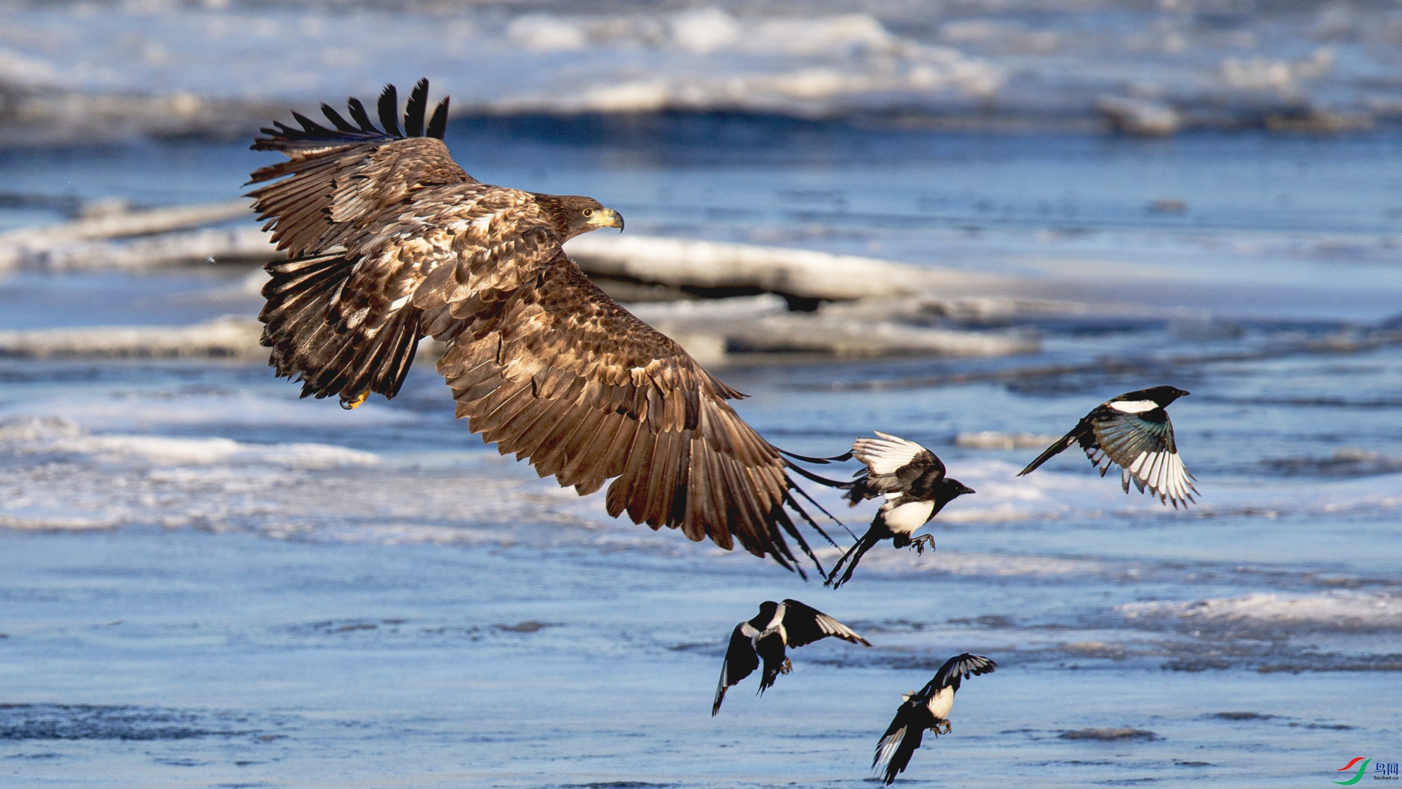 _MG_0313 ����.jpg