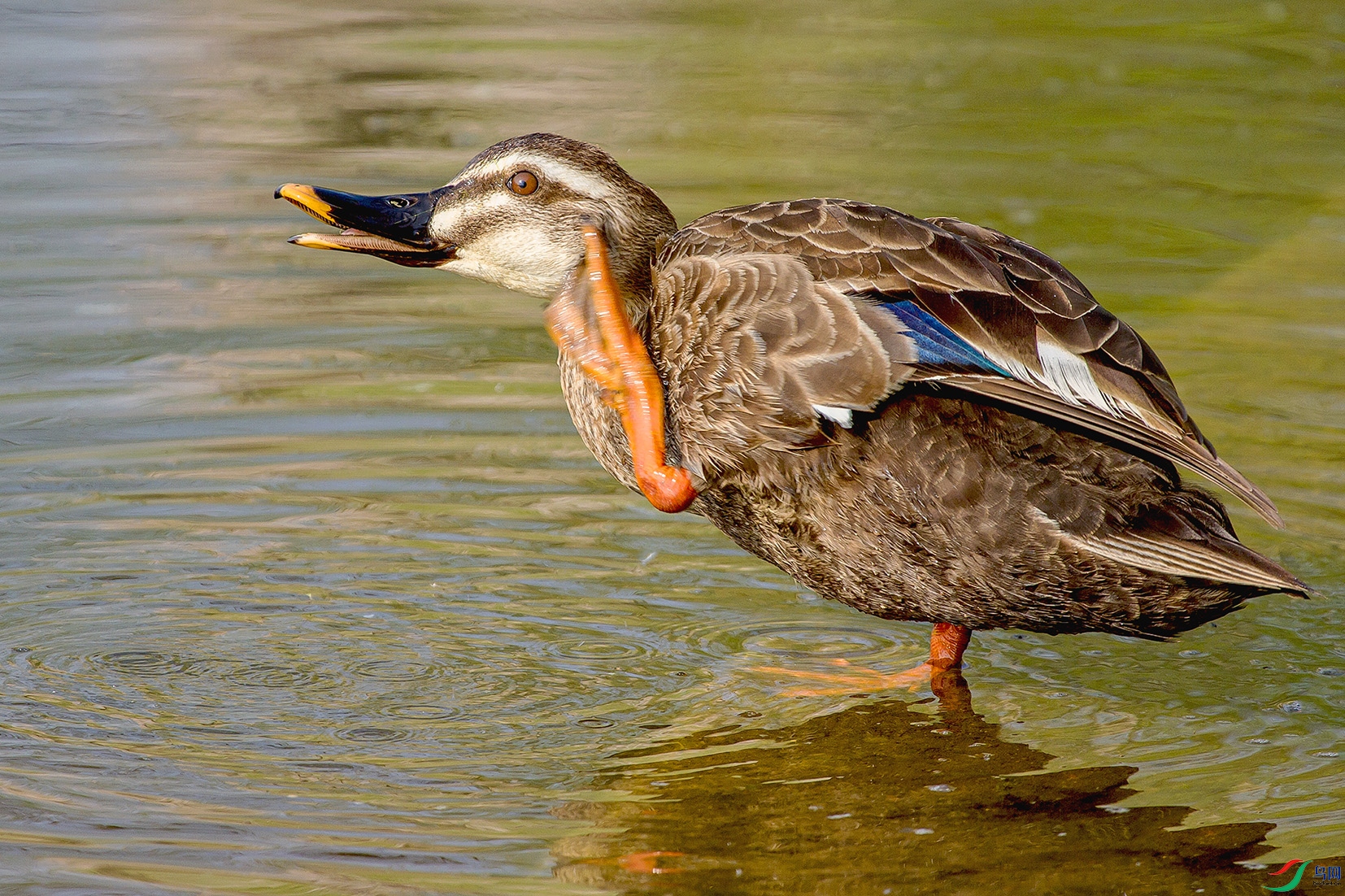 _MG_8278 ����.jpg