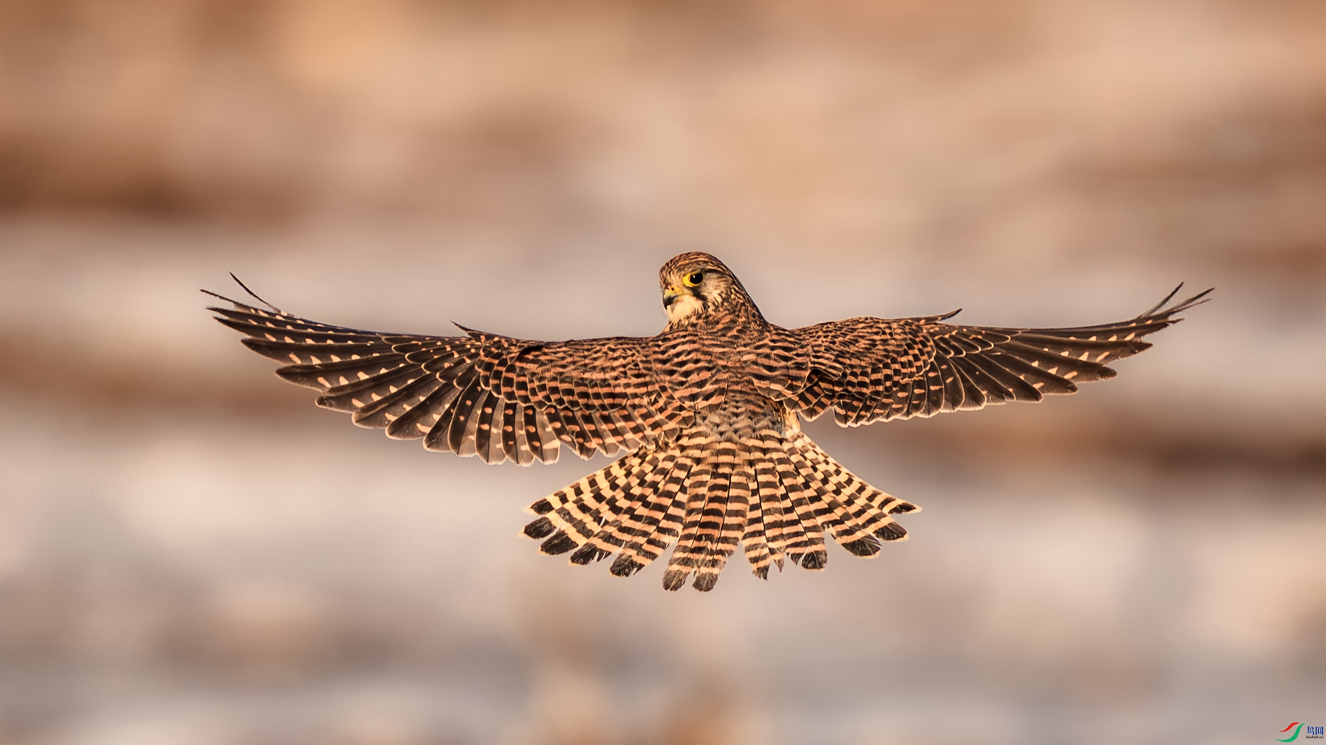 a_DSC3974_����.jpg