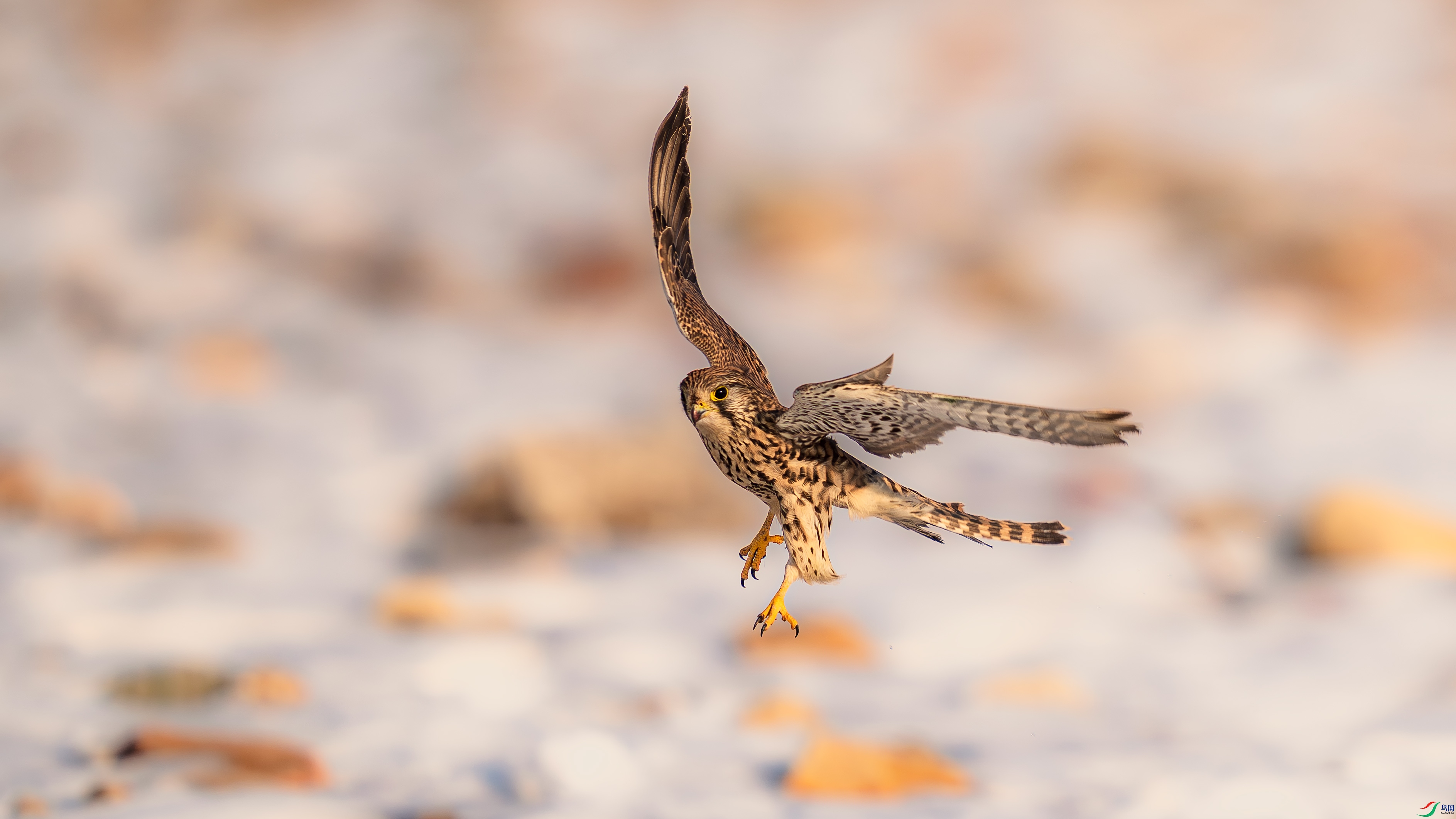 a_DSC3490_����.jpg