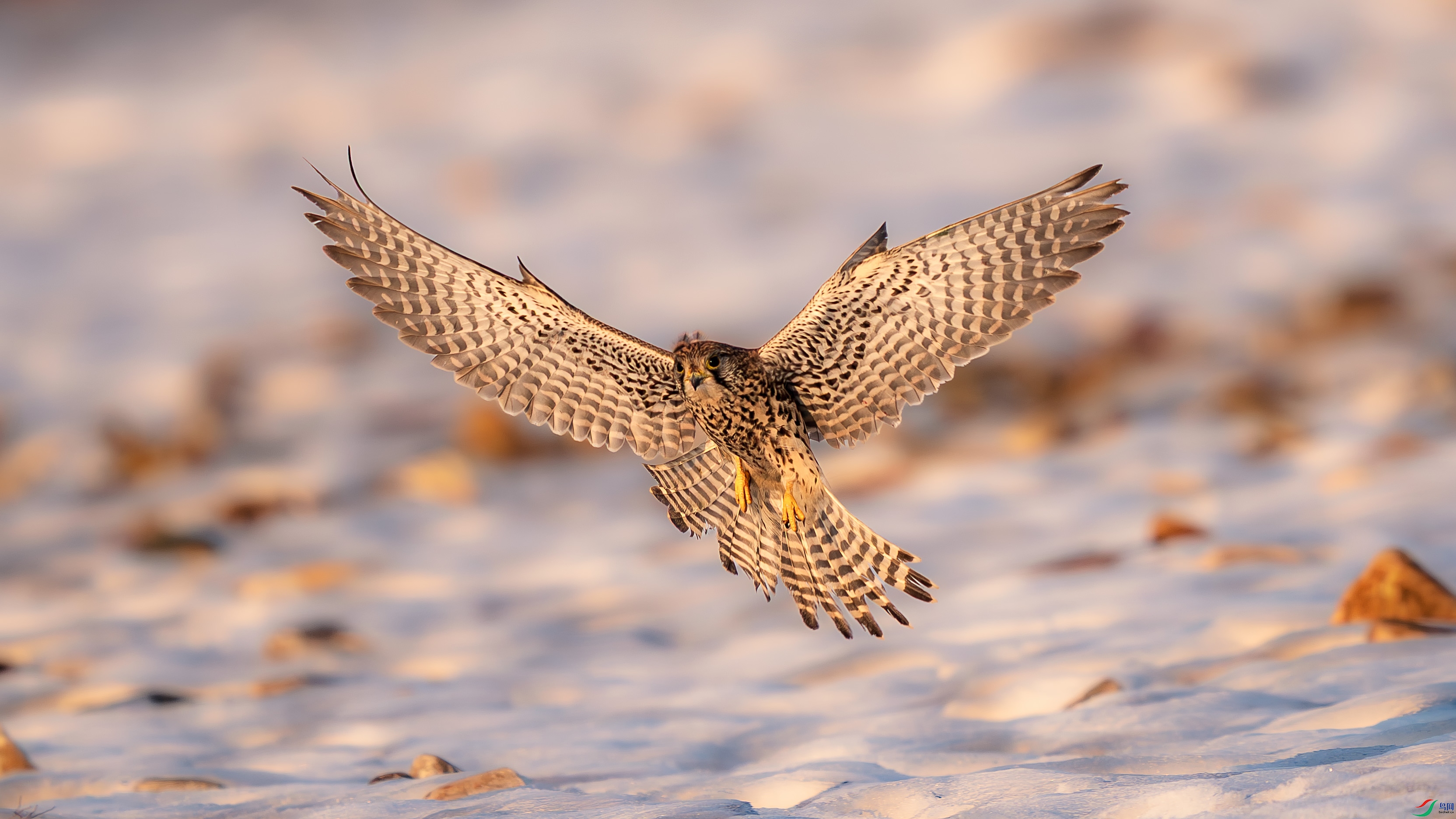 a_DSC4369_����.jpg