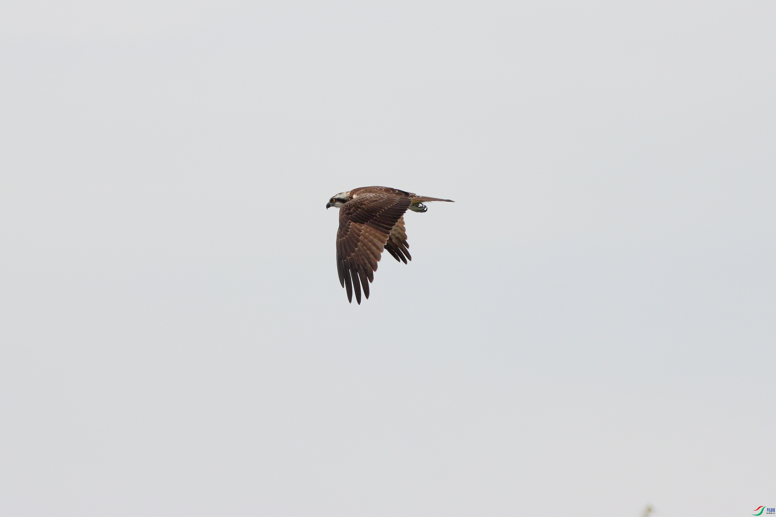 IMG_2045c1.jpg