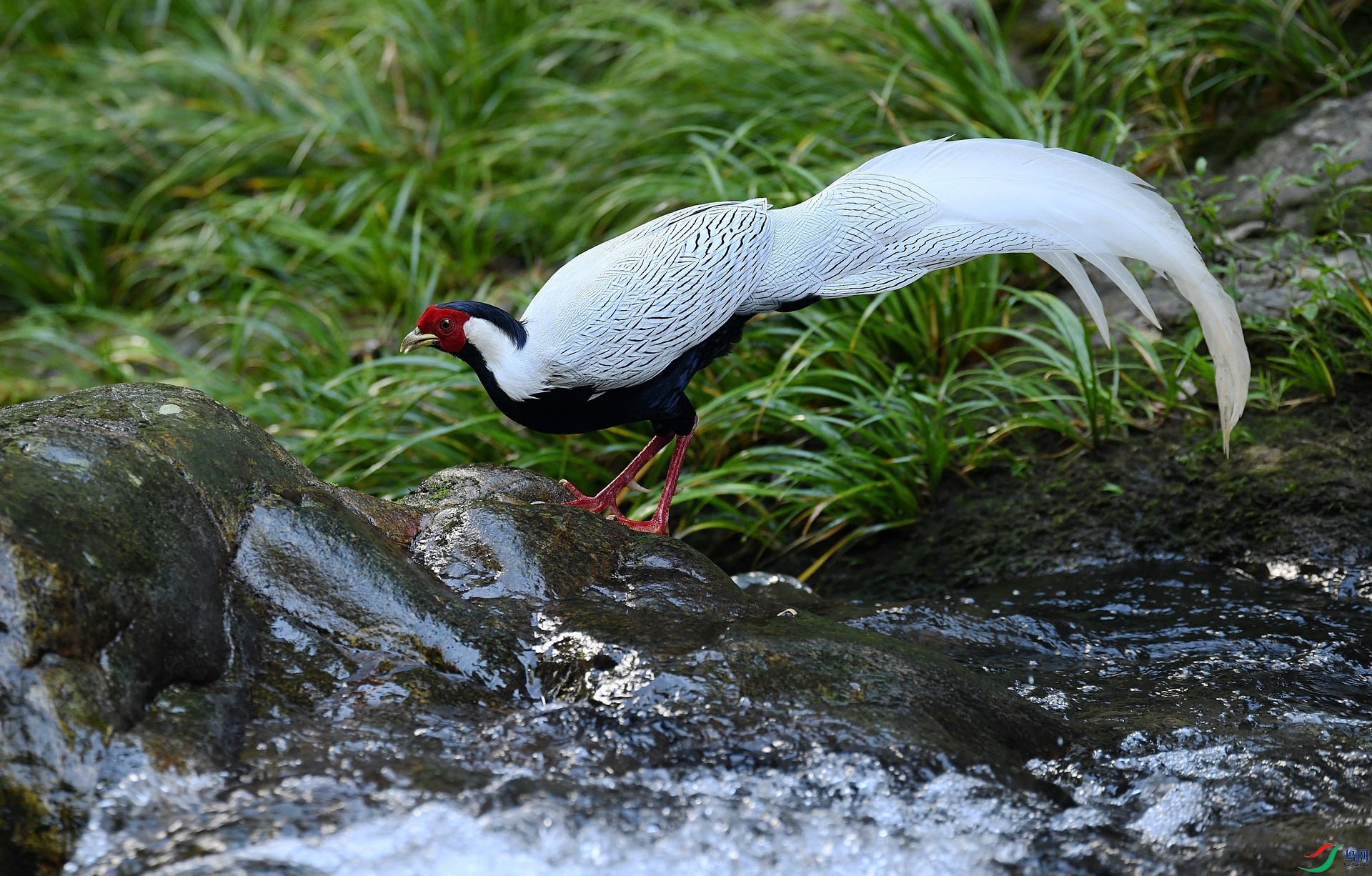 DSC_9553.jpg