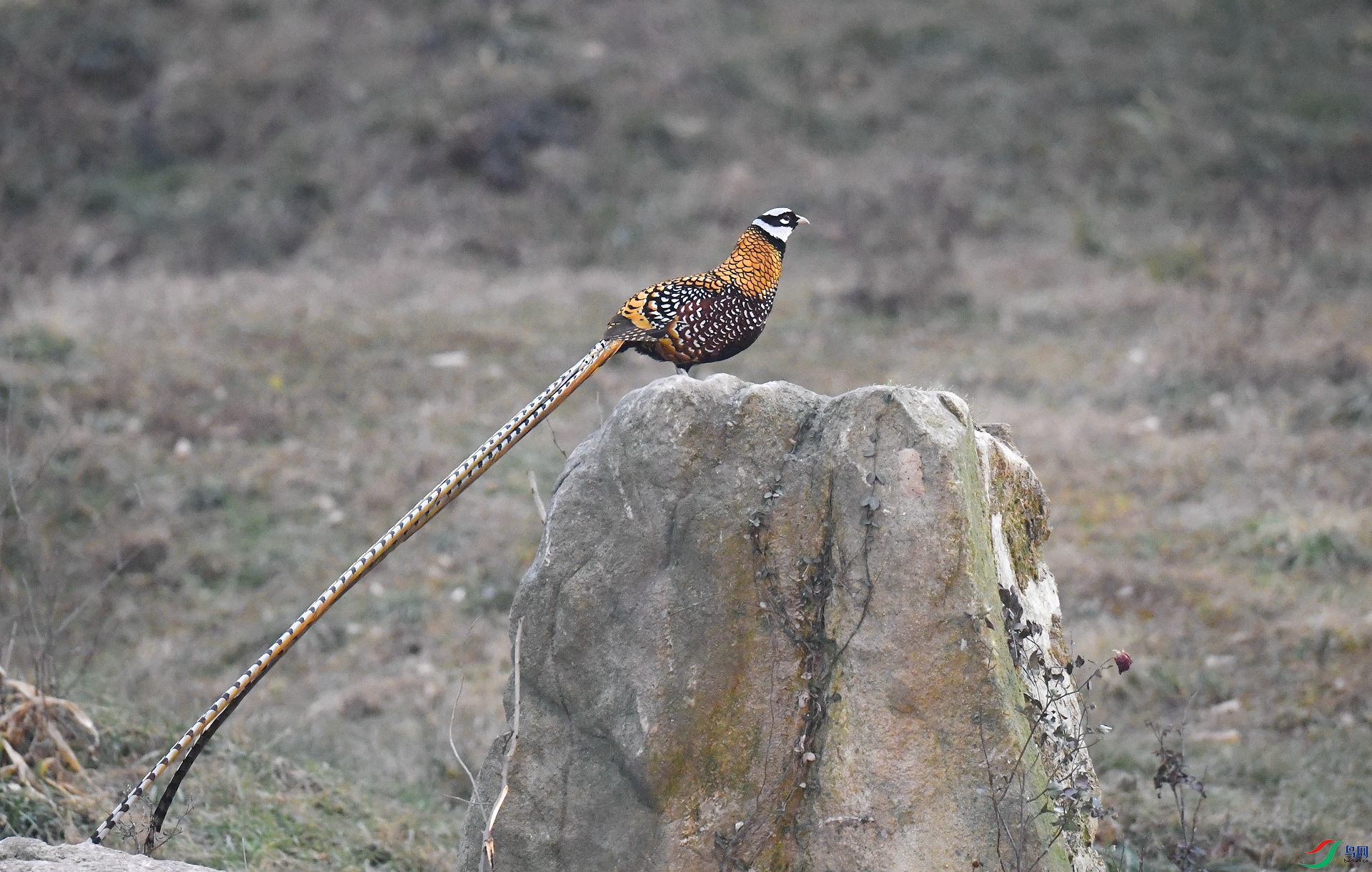 DSC_8279_���� (2).jpg