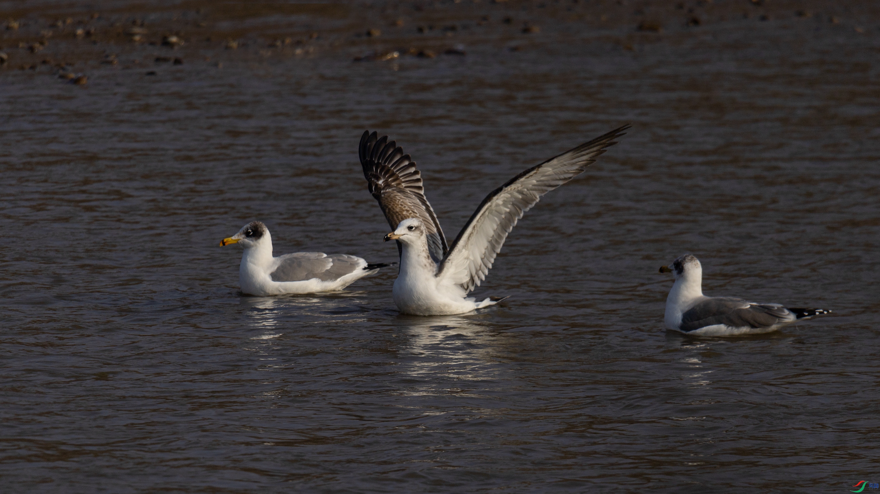 7X5A9194 ����.jpg