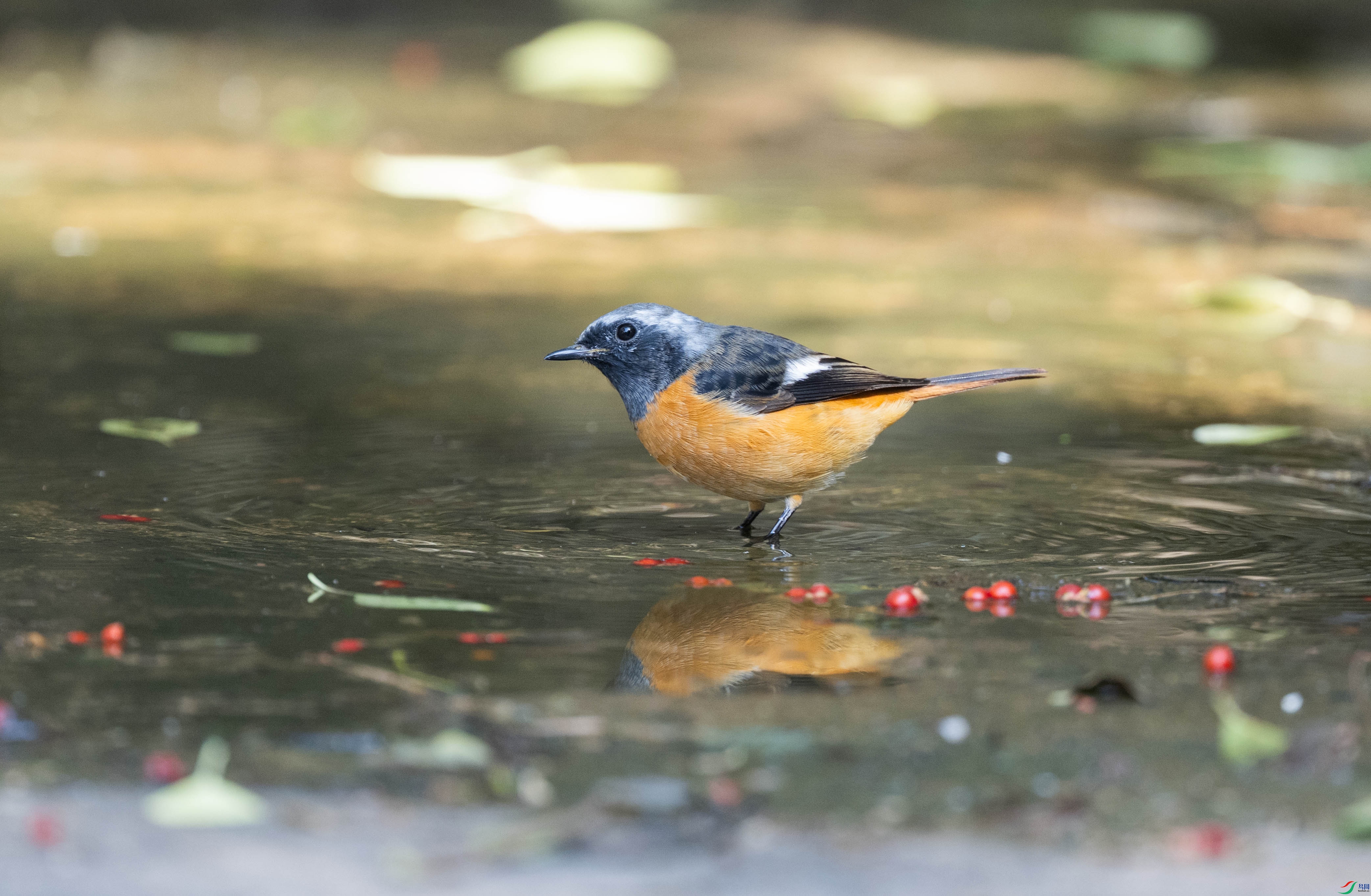 DSC_2226.jpg