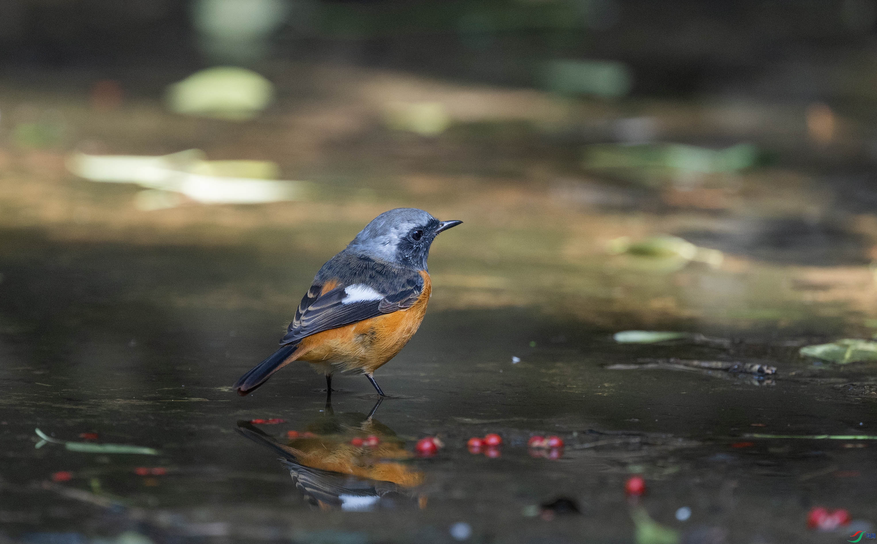 DSC_2232.jpg