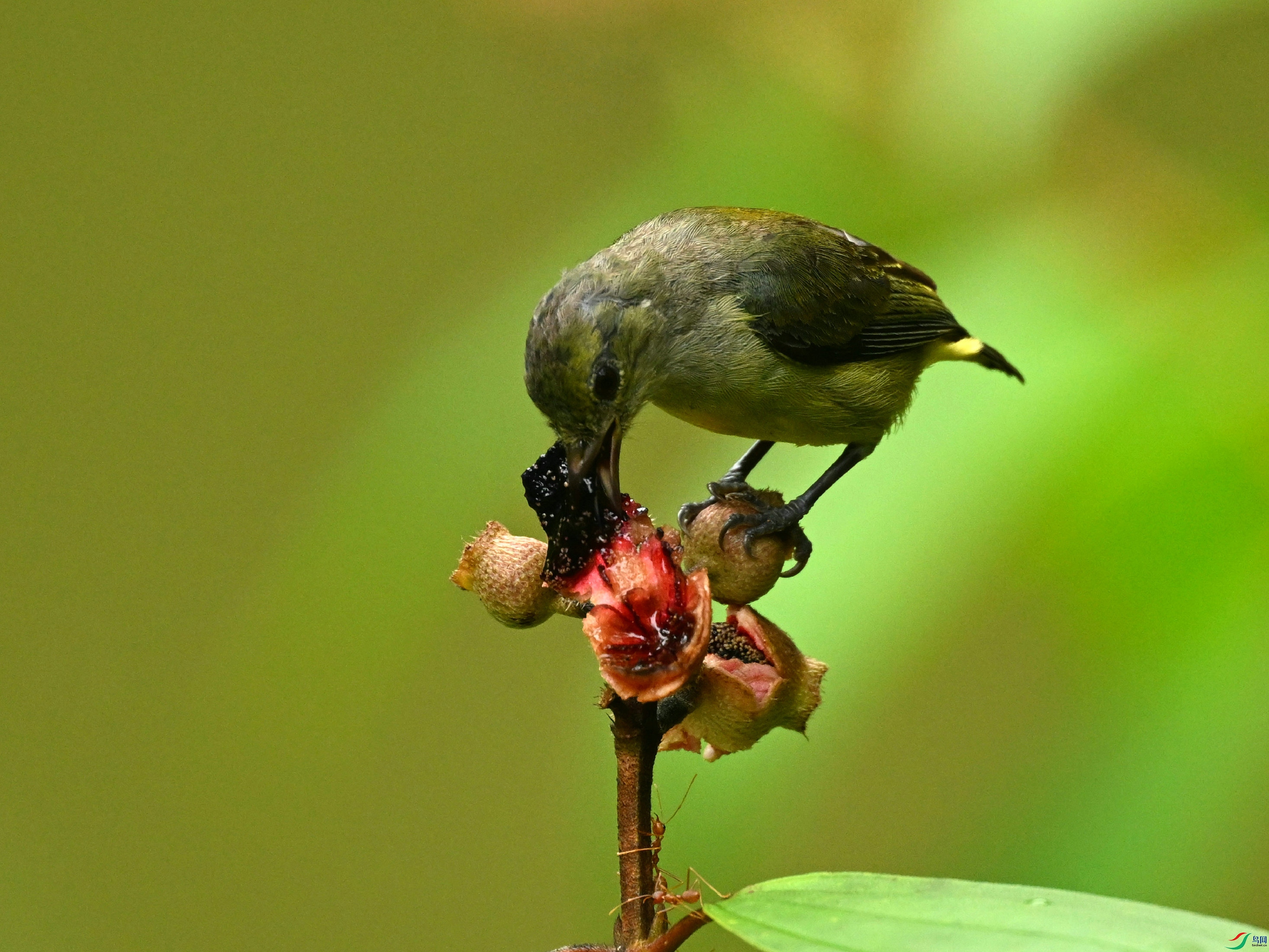 DSC_0039.jpg