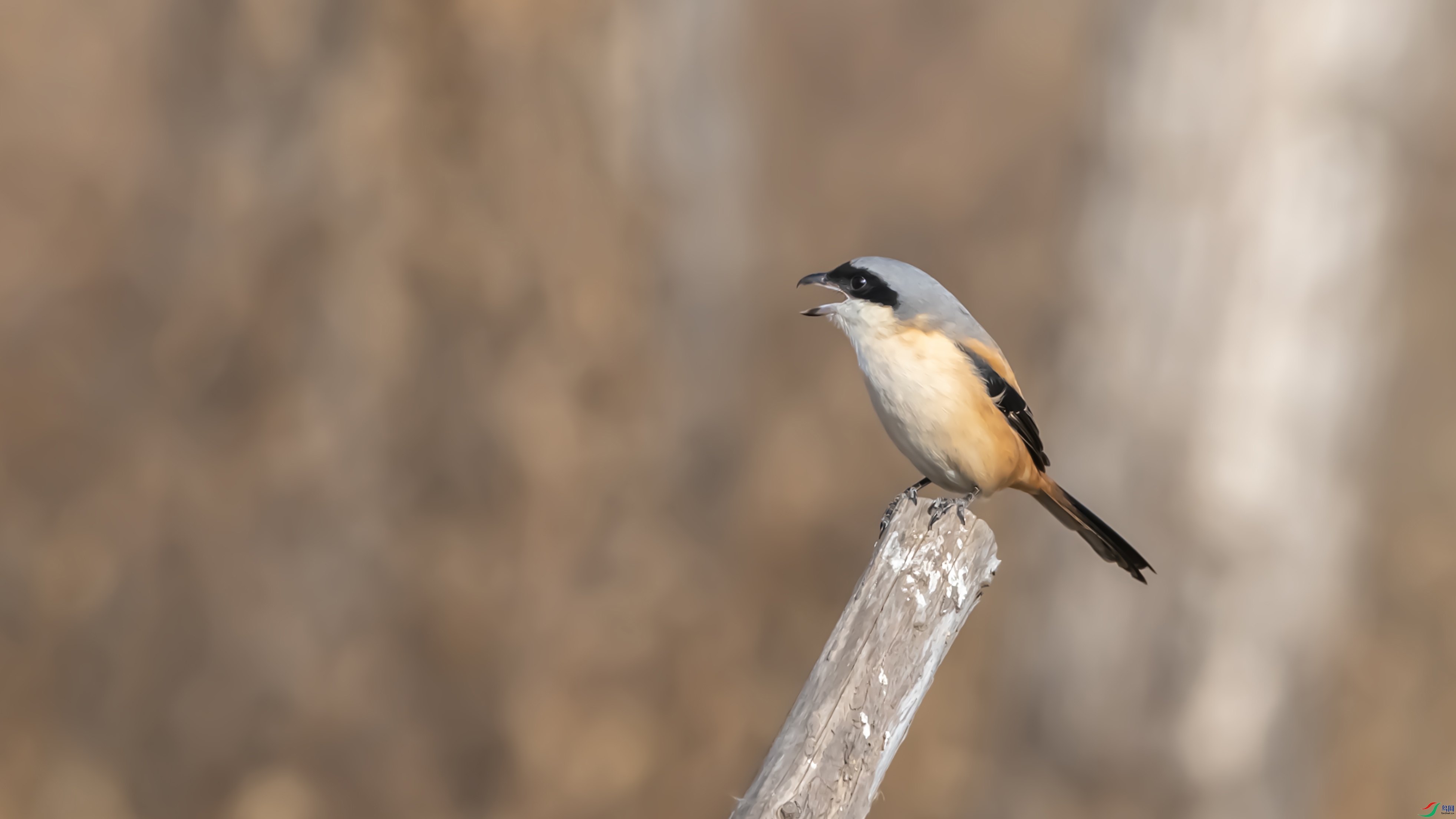 3684-21 ����.jpg