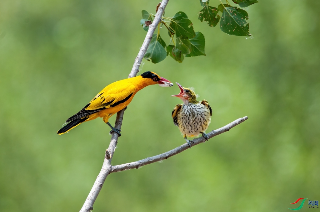 DSC_4331 ����_����.jpg