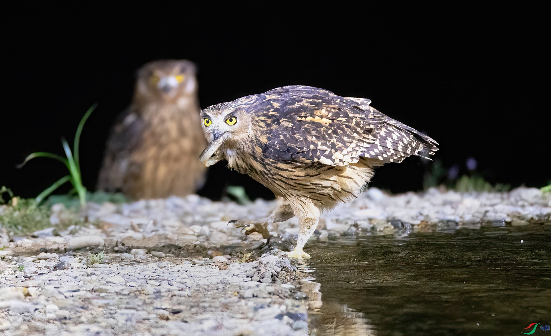 AS7I5540 ����-Sh---11  .jpg