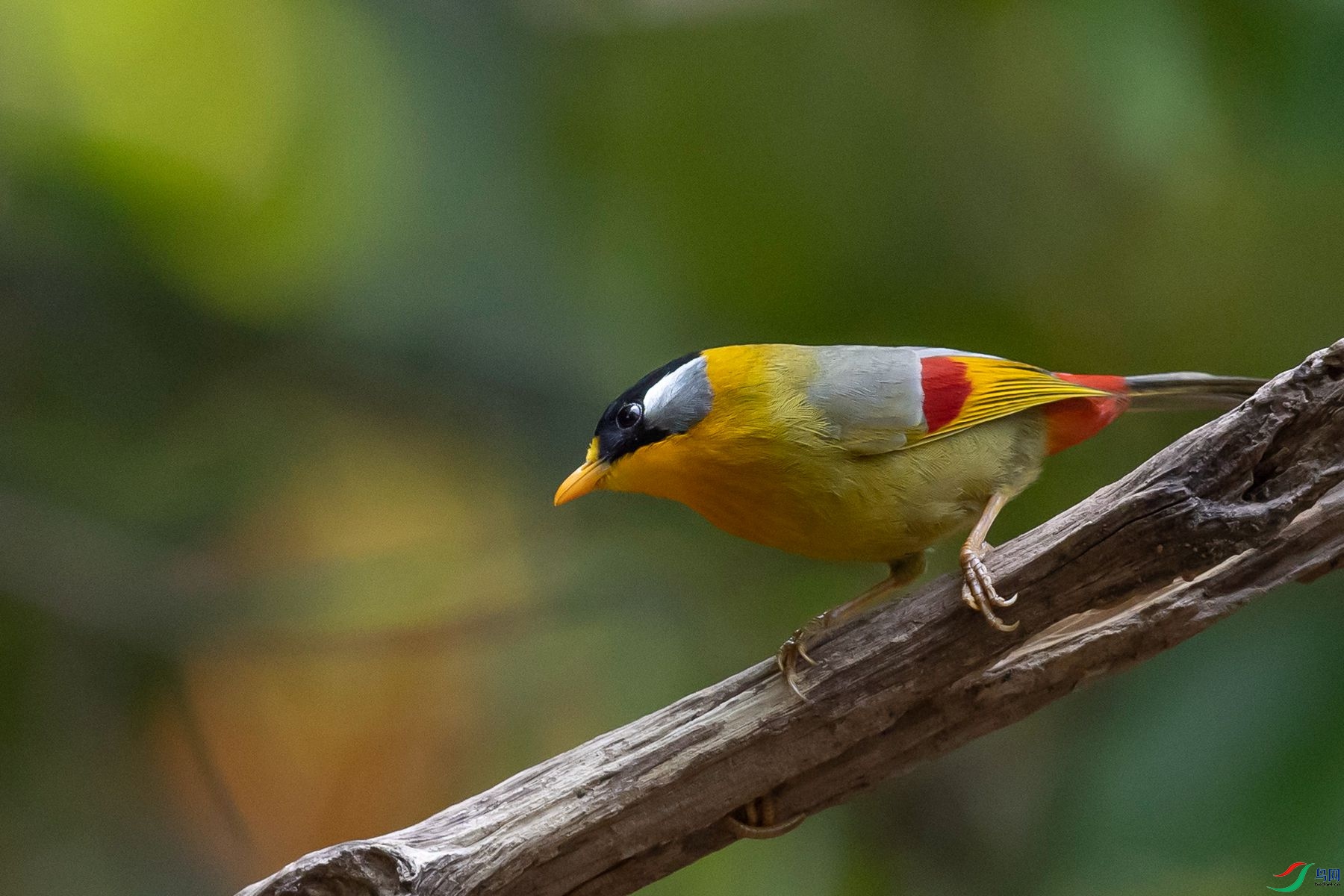 ������˼��