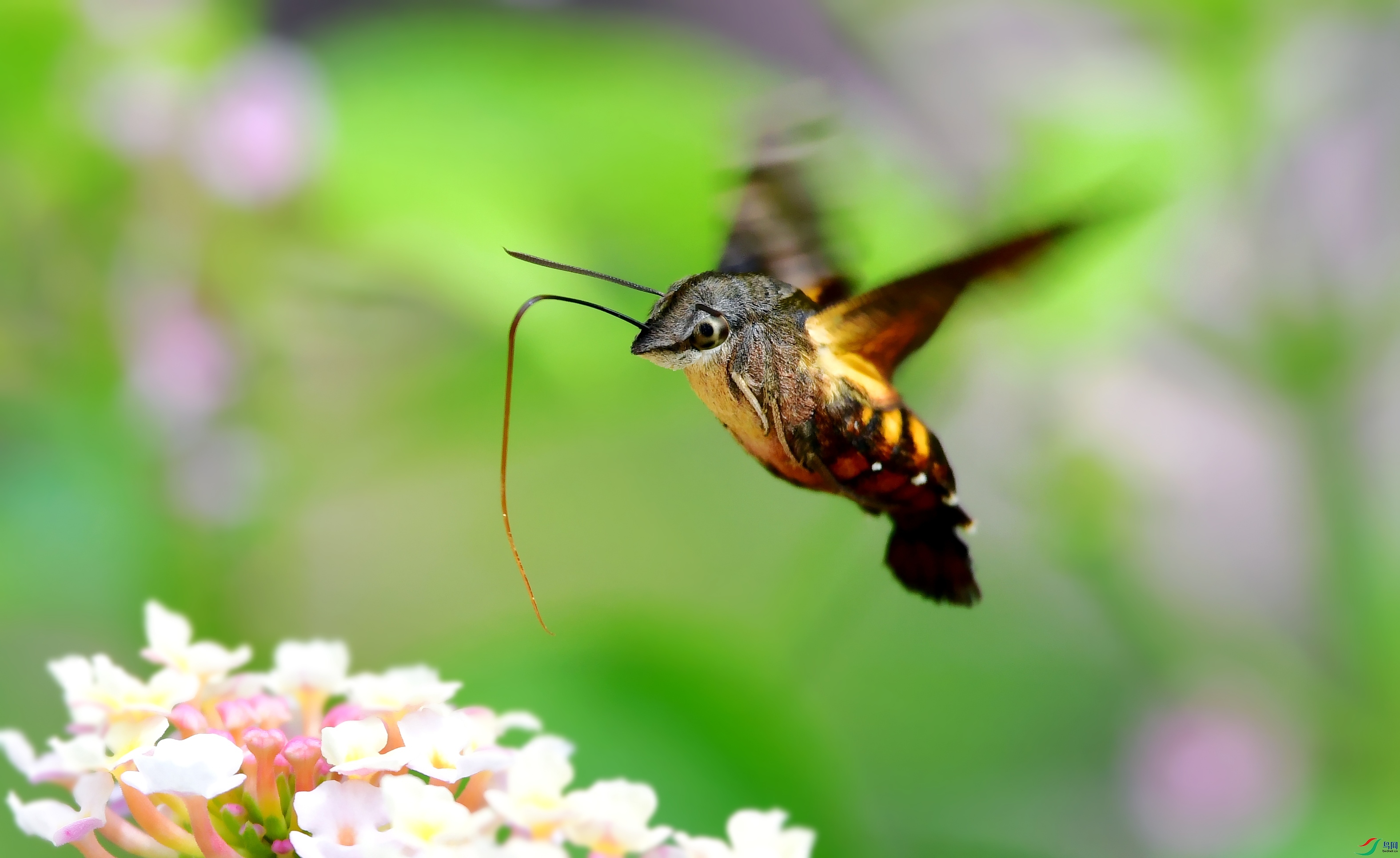 DSC_1328_conew13.jpg