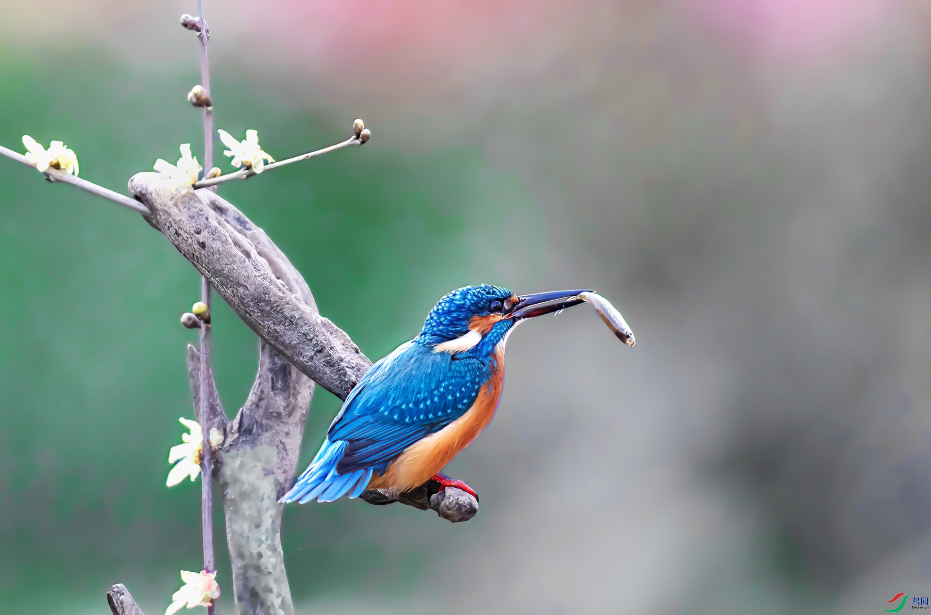 _S7I8661 ����-Sh-----1  .jpg