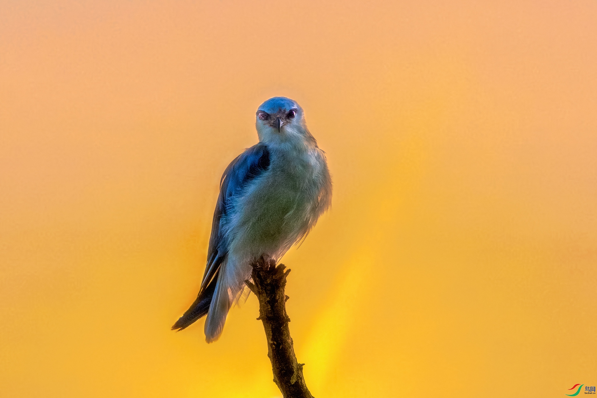 �ڳ��----���ؿ�֦���O��