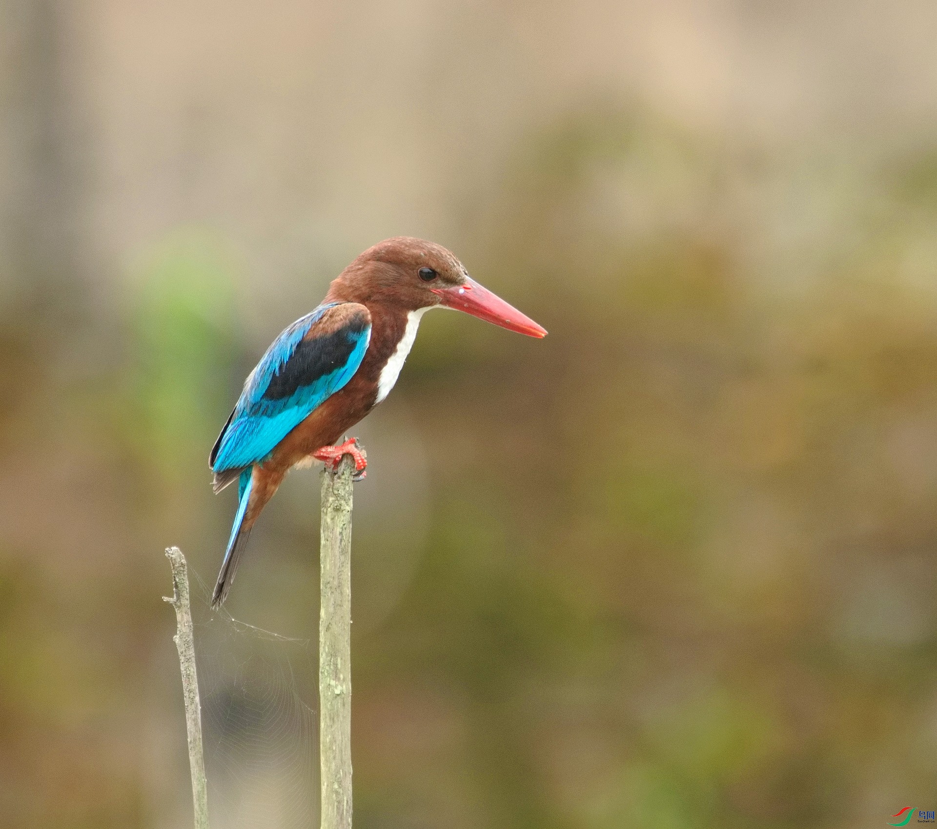 _D809771.jpg