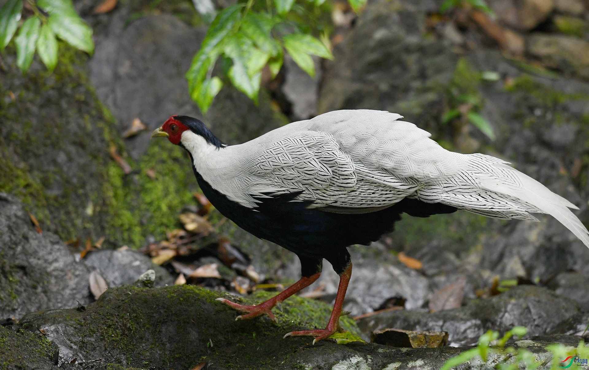 DSC_0785.jpg