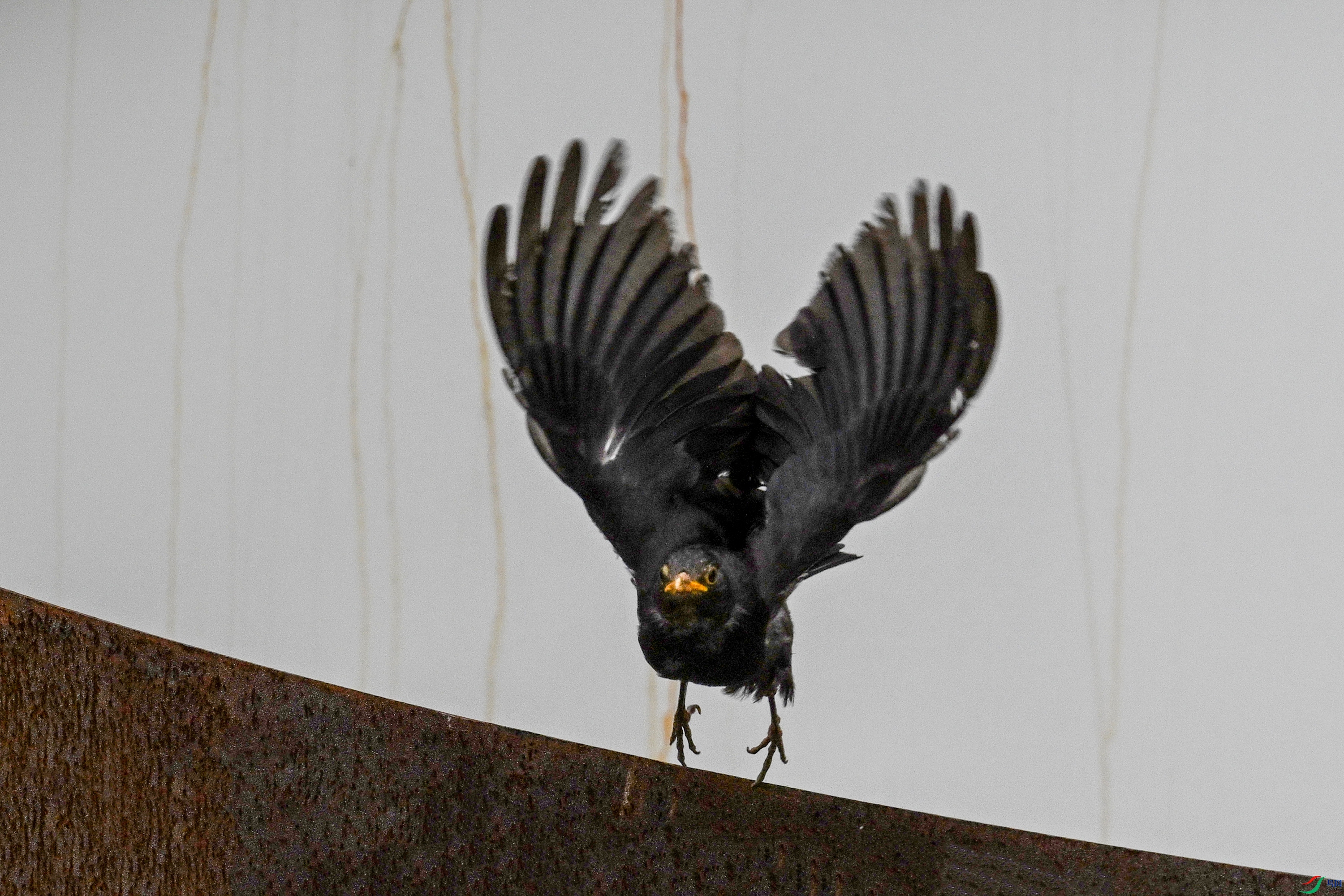 DSC_8080.JPG