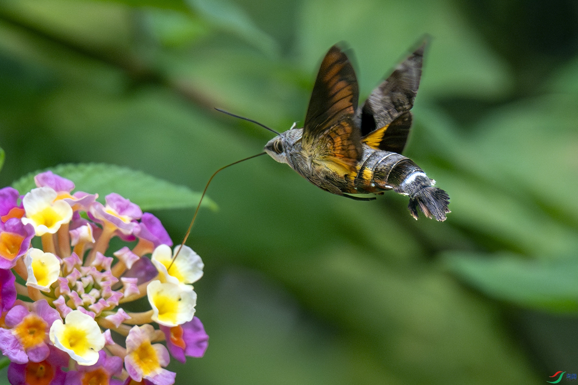 DSC_5405 0.jpg