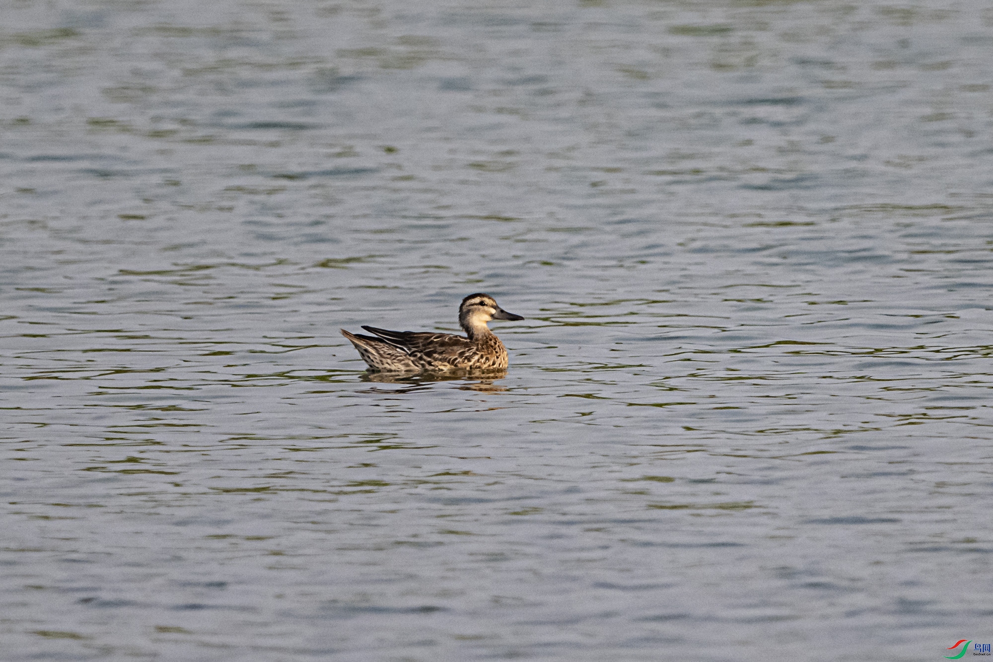 DSC_8305.jpg