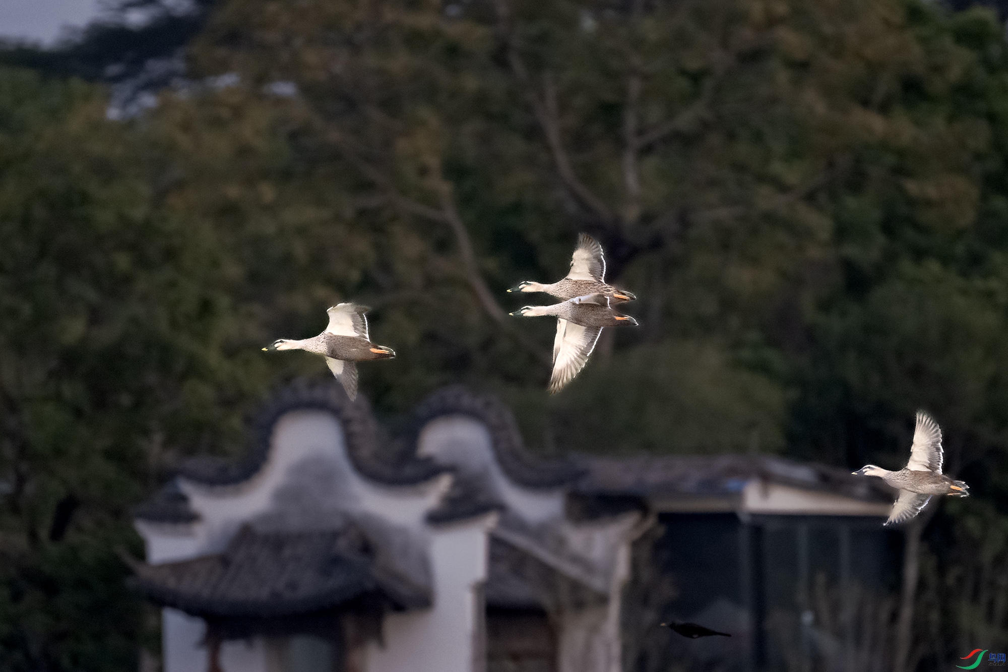 DSC_7264.jpg