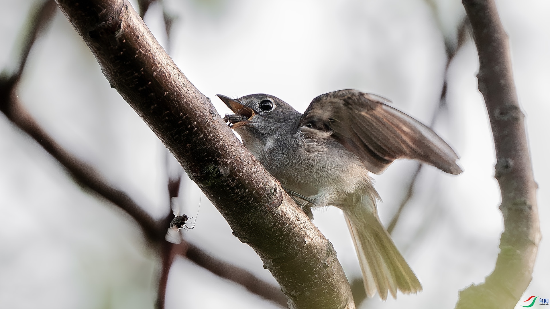 DSC_5063-����ǿ-NR ����.jpg