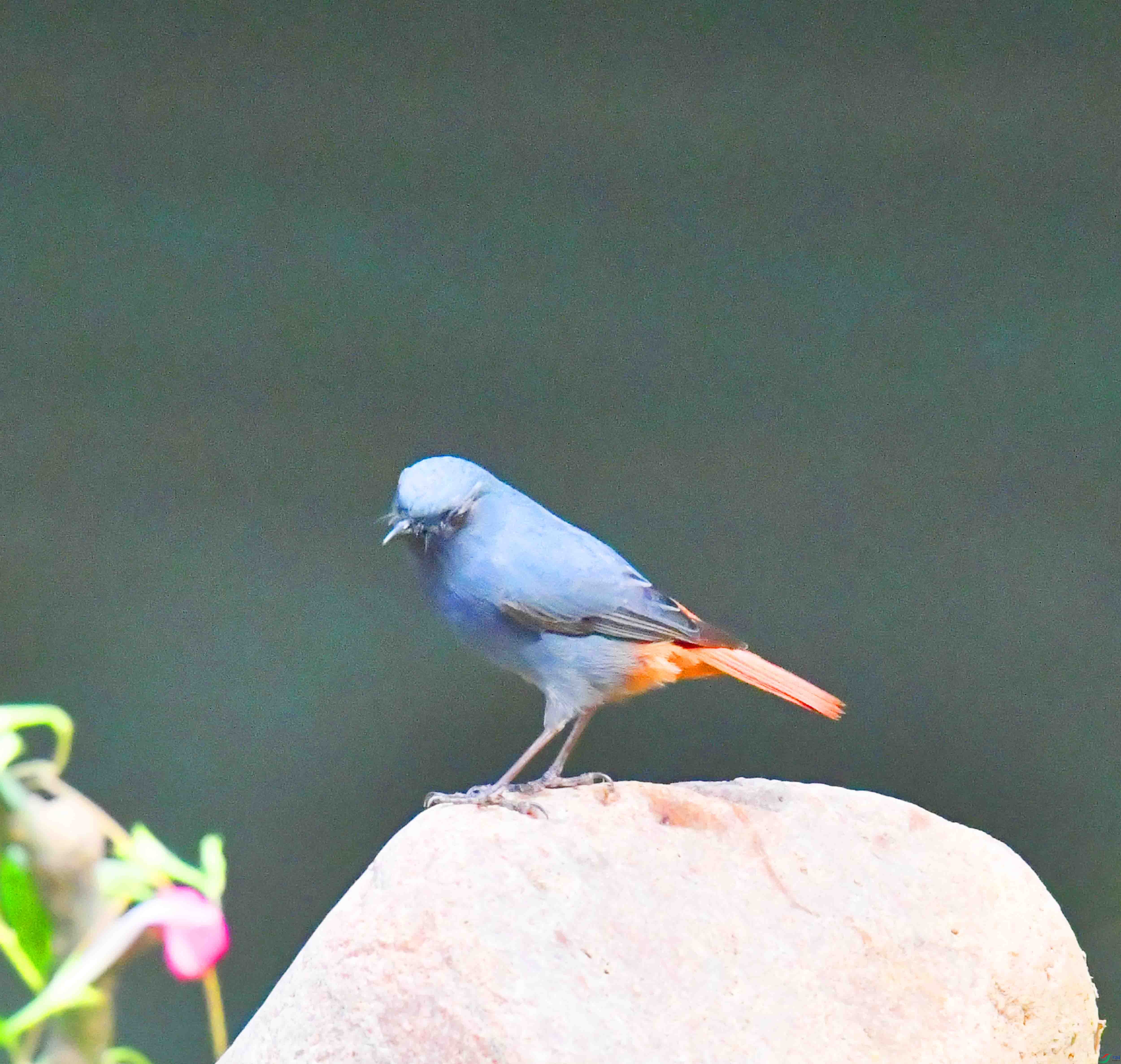 DSC_6599.JPG