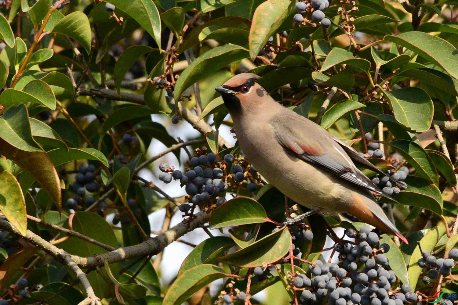 DSC_7298.JPG