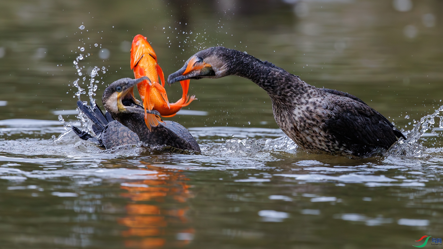 3Z6A0008-����ǿ-NR ����.jpg