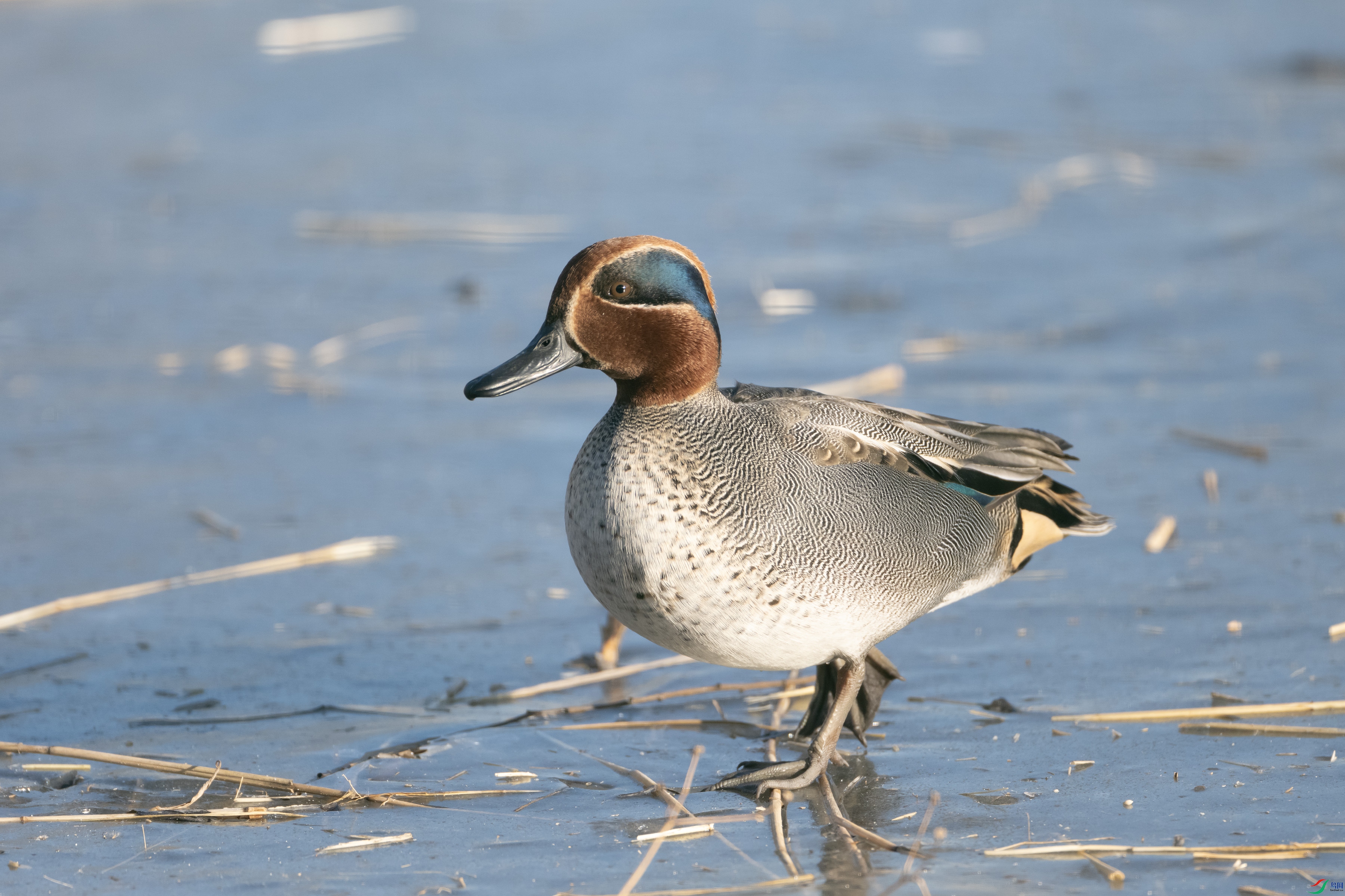 DSCF1441 ����.jpg