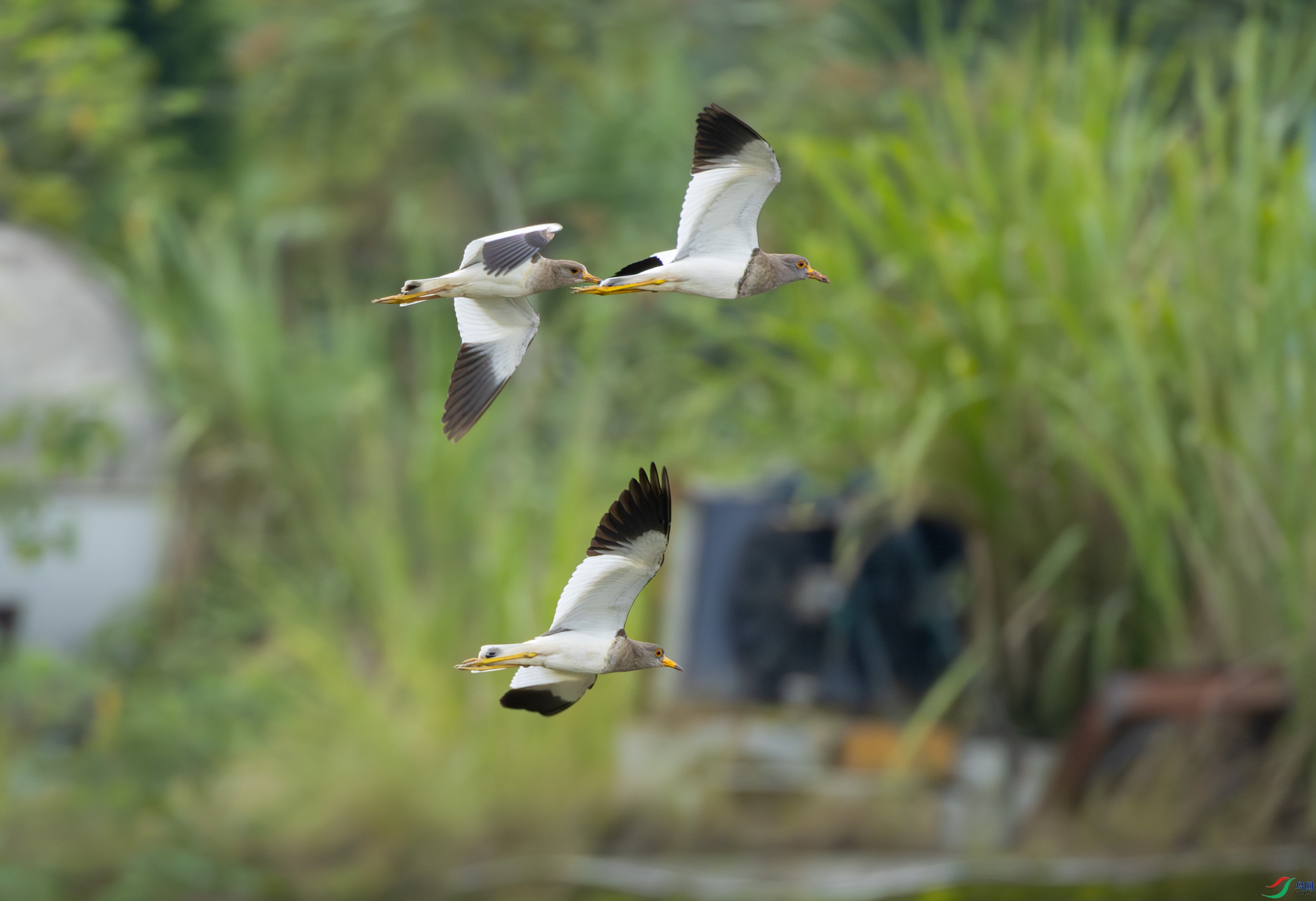 G47A1387-����ǿ-NR ����.jpg