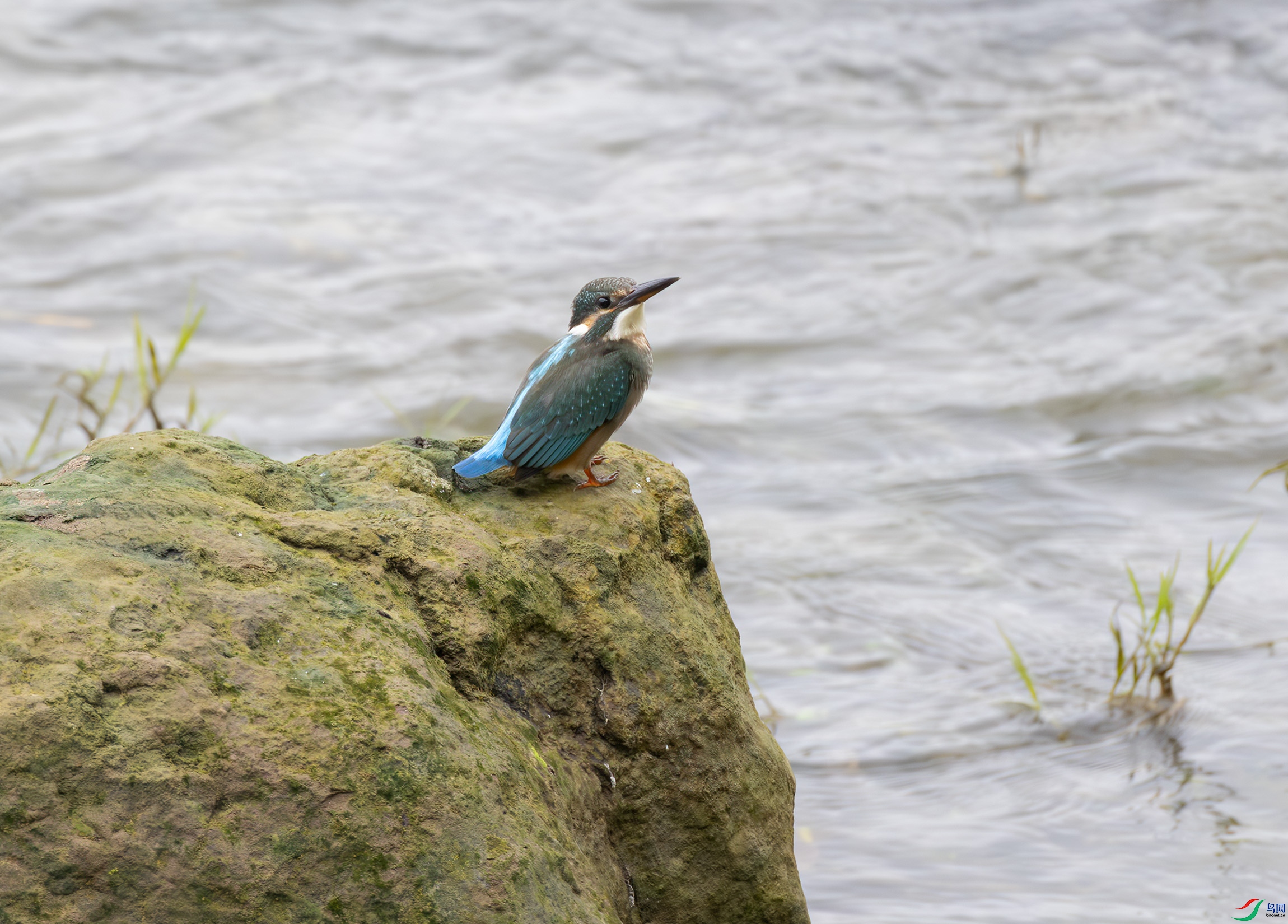 G47A2815-����ǿ-NR ����.jpg