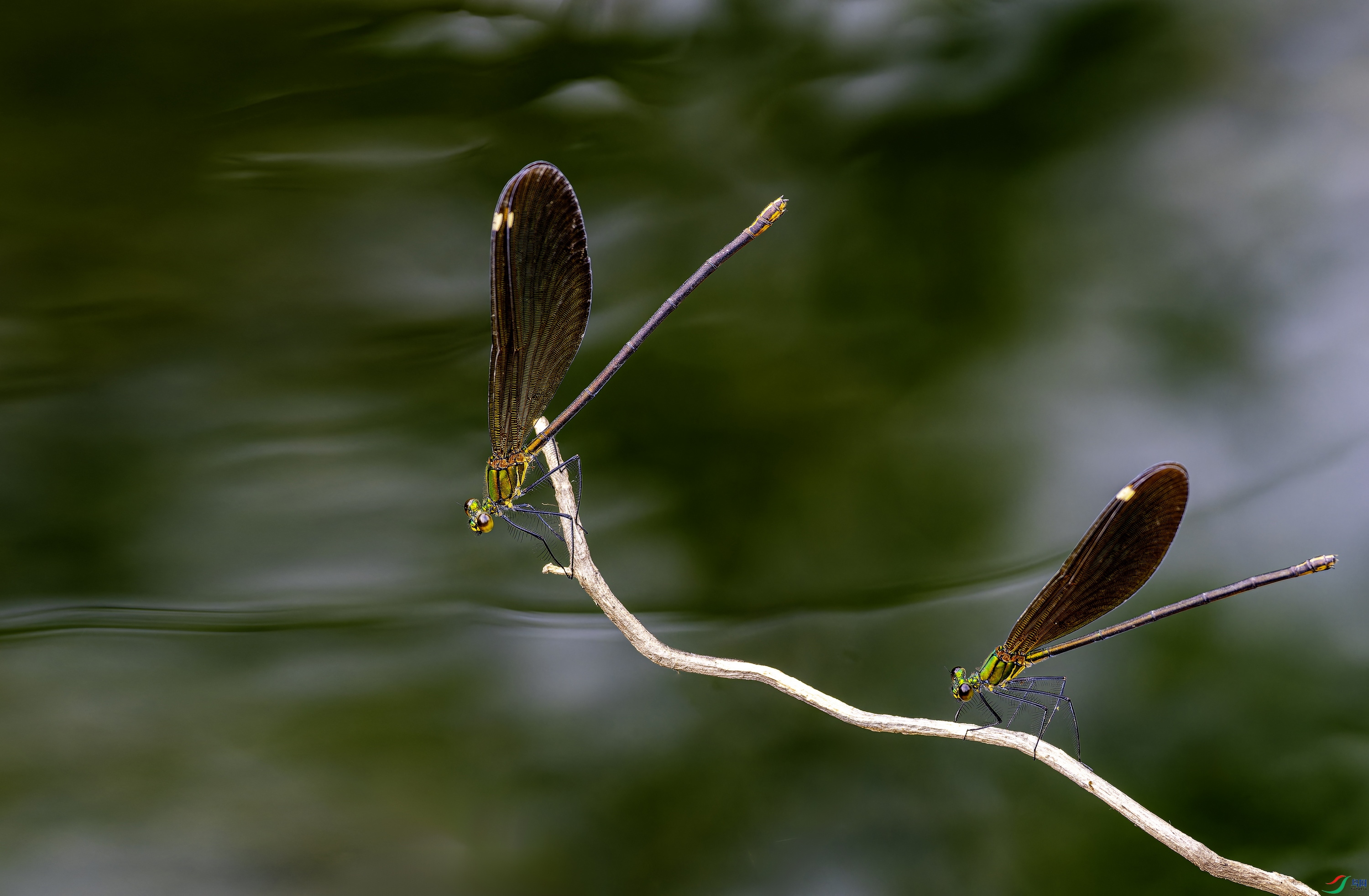 ������� (35)-01.jpg