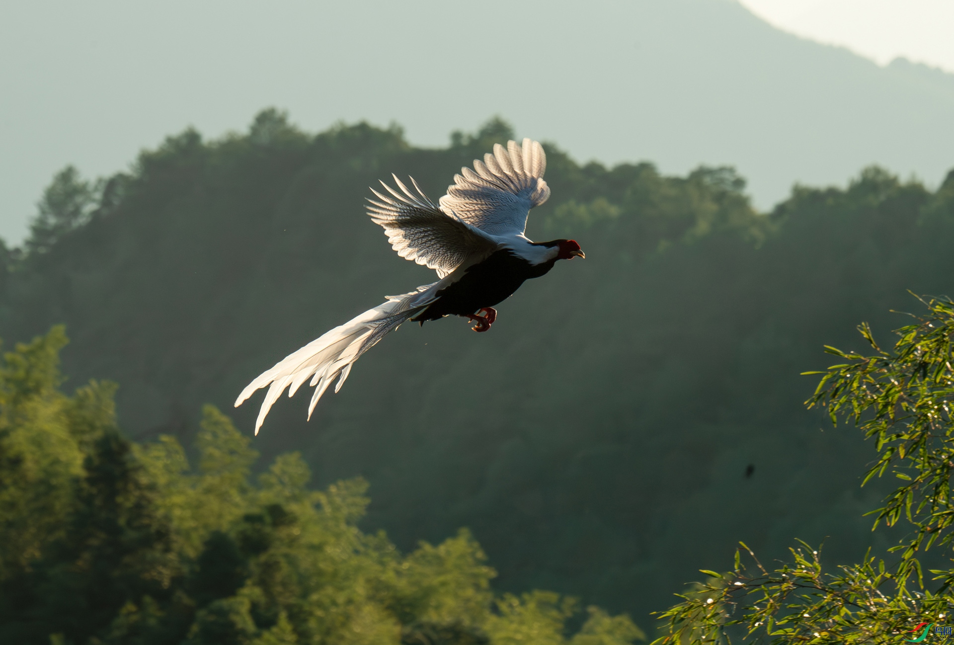 DSC_5349-����ǿ-NR.jpg